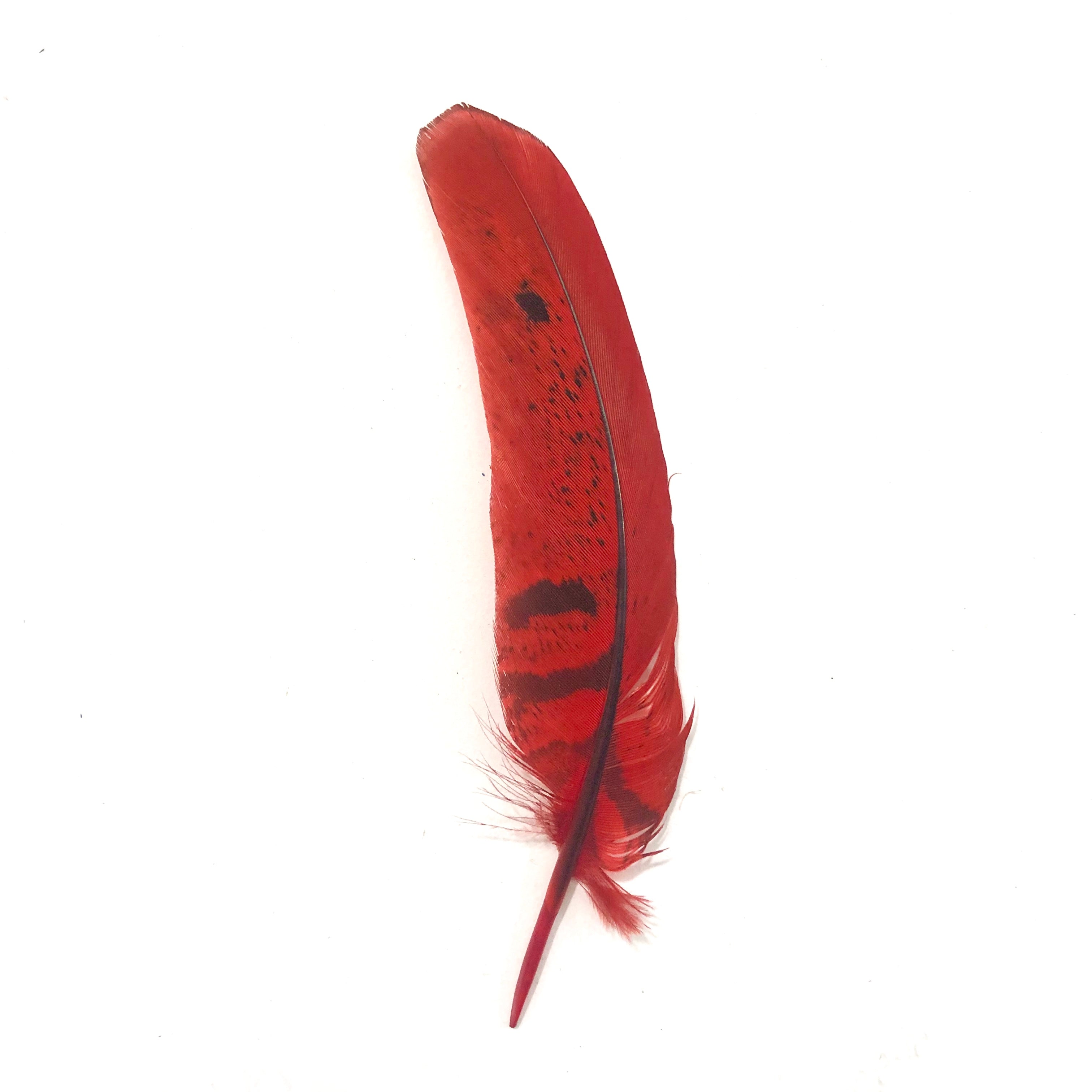 Under 6" Reeves Pheasant Tail Feather x 10 pcs - Red