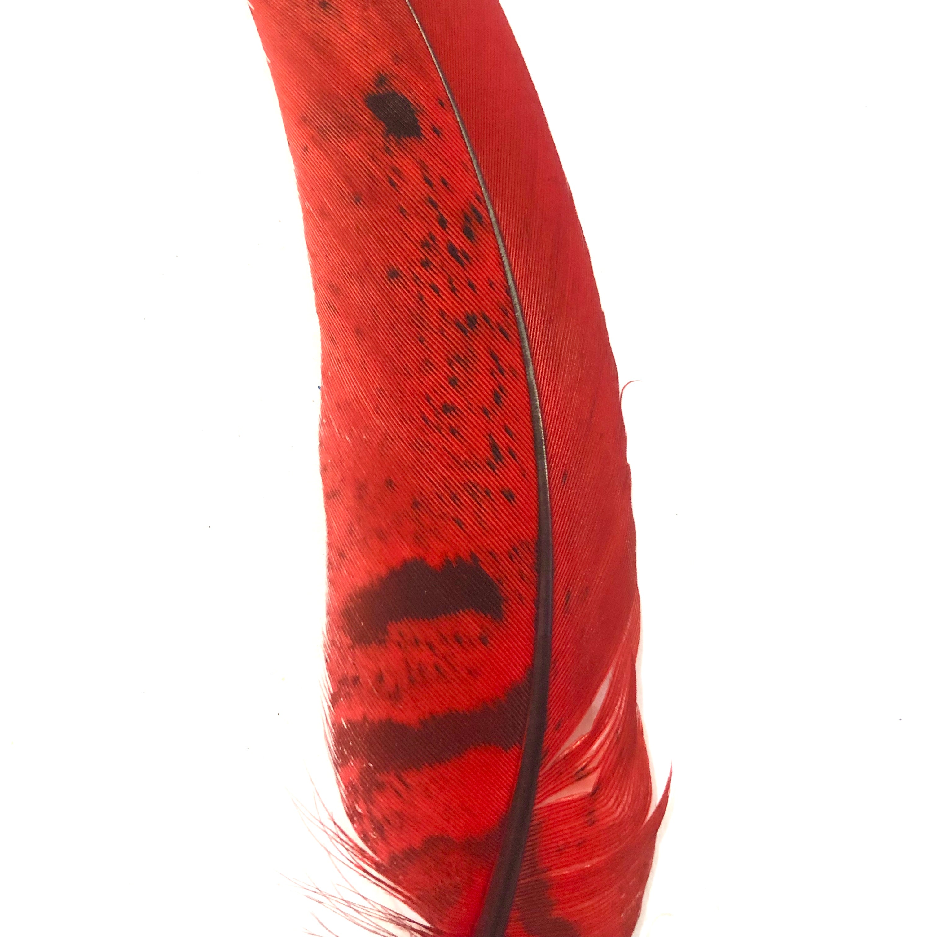 Under 6" Reeves Pheasant Tail Feather x 10 pcs - Red