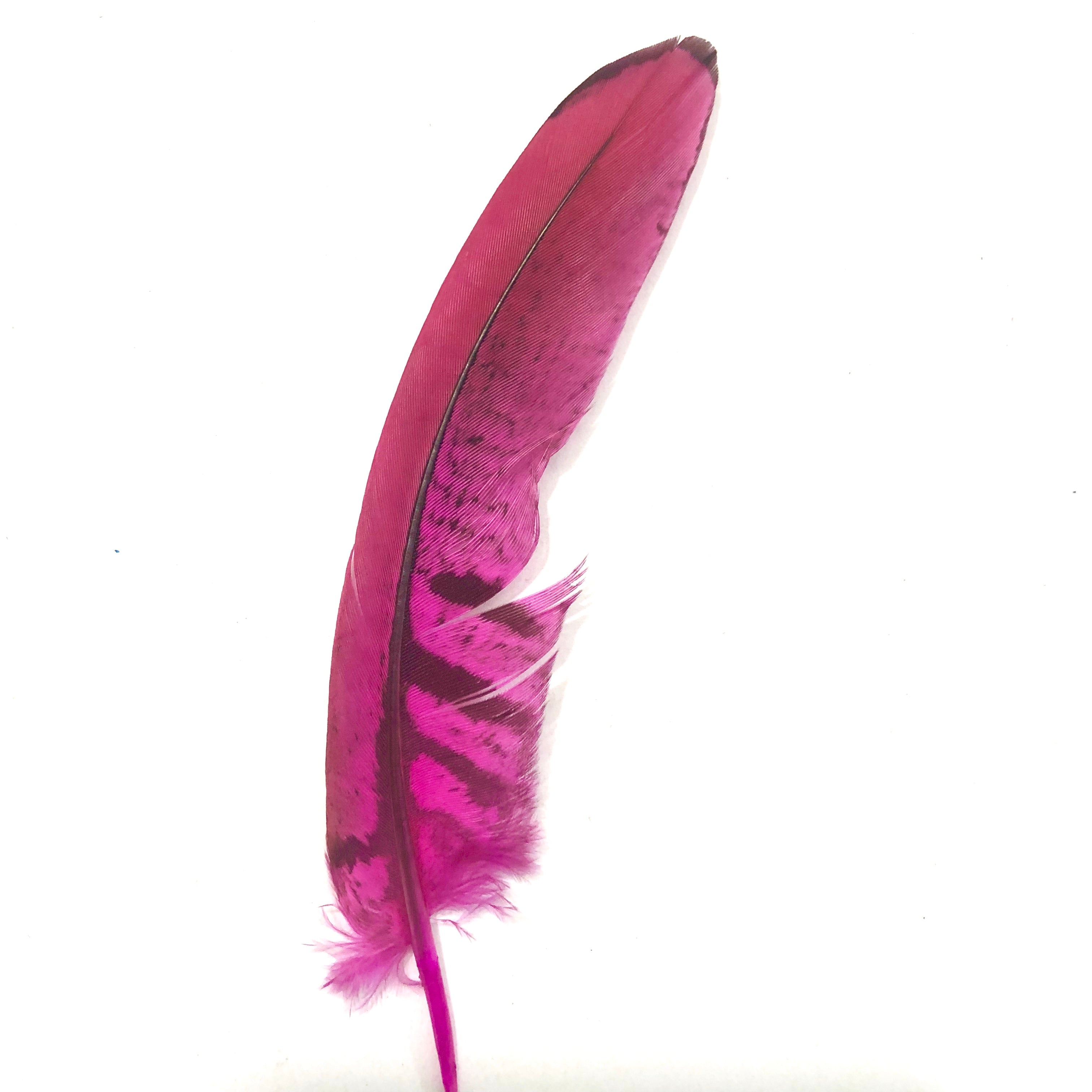 Under 6" Reeves Pheasant Tail Feather x 10 pcs - Hot Pink