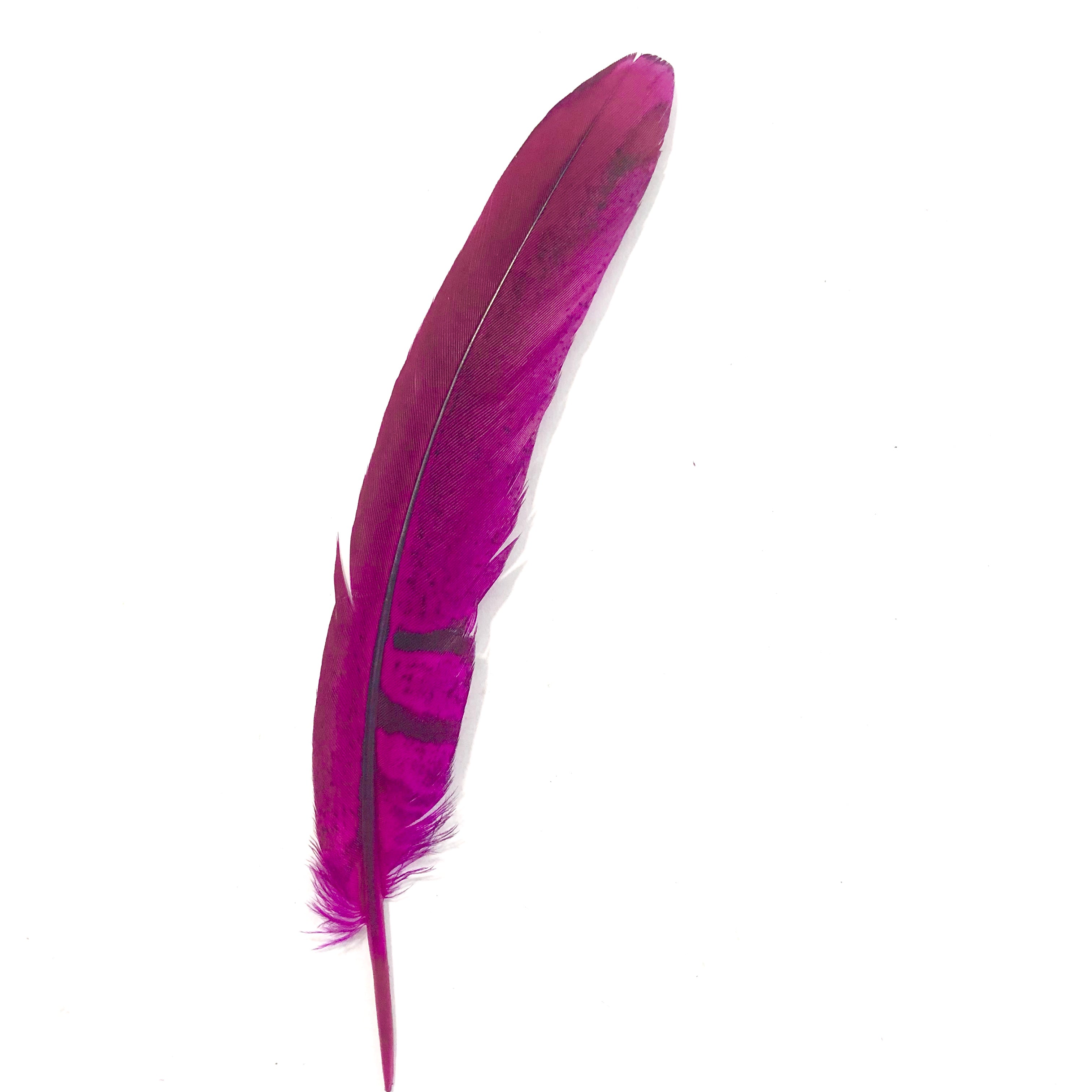 Under 6" Reeves Pheasant Tail Feather x 10 pcs - Cerise