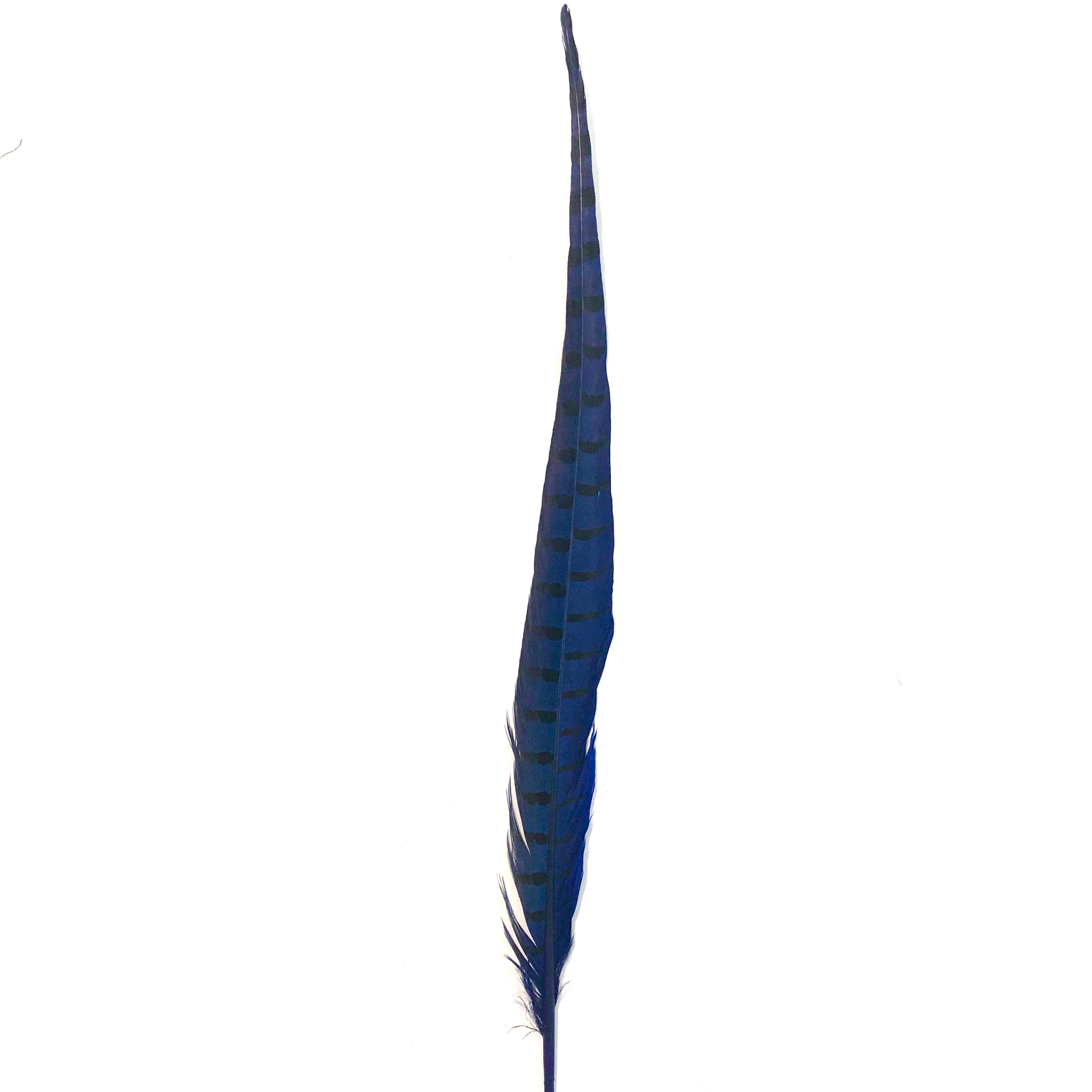 10" to 20" Ringneck Pheasant Tail Feather - Royal Blue ((SECONDS))
