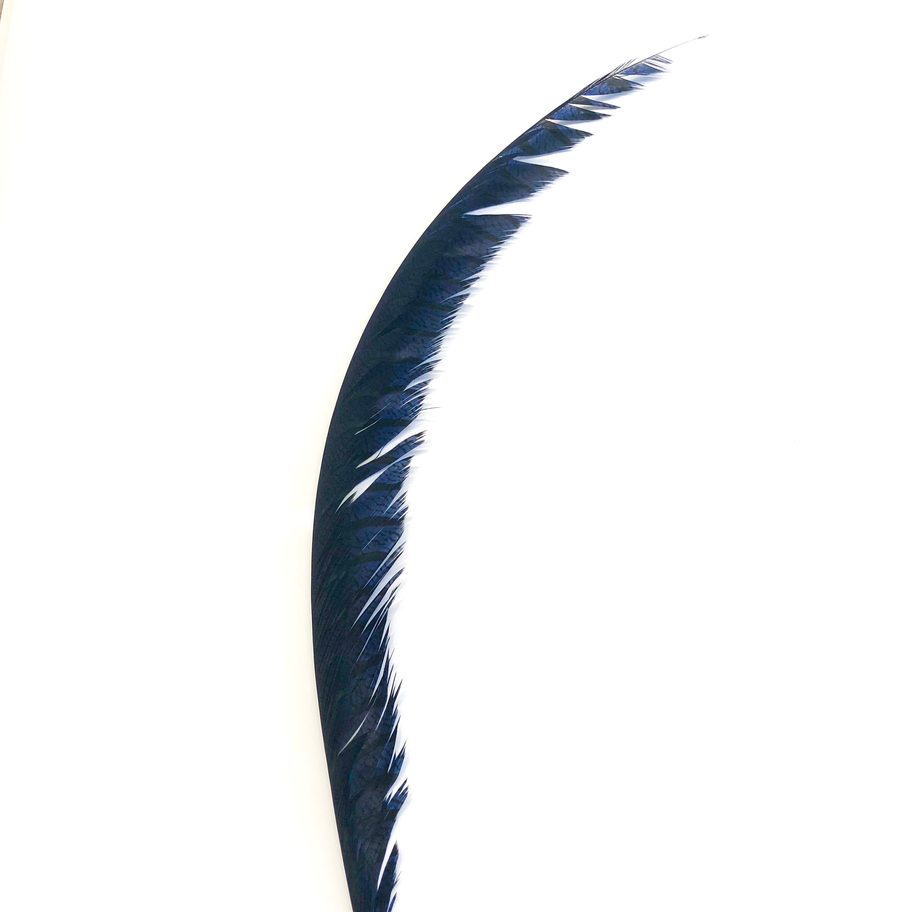 Lady Amherst Pheasant Centre Tail Feather - Navy Blue