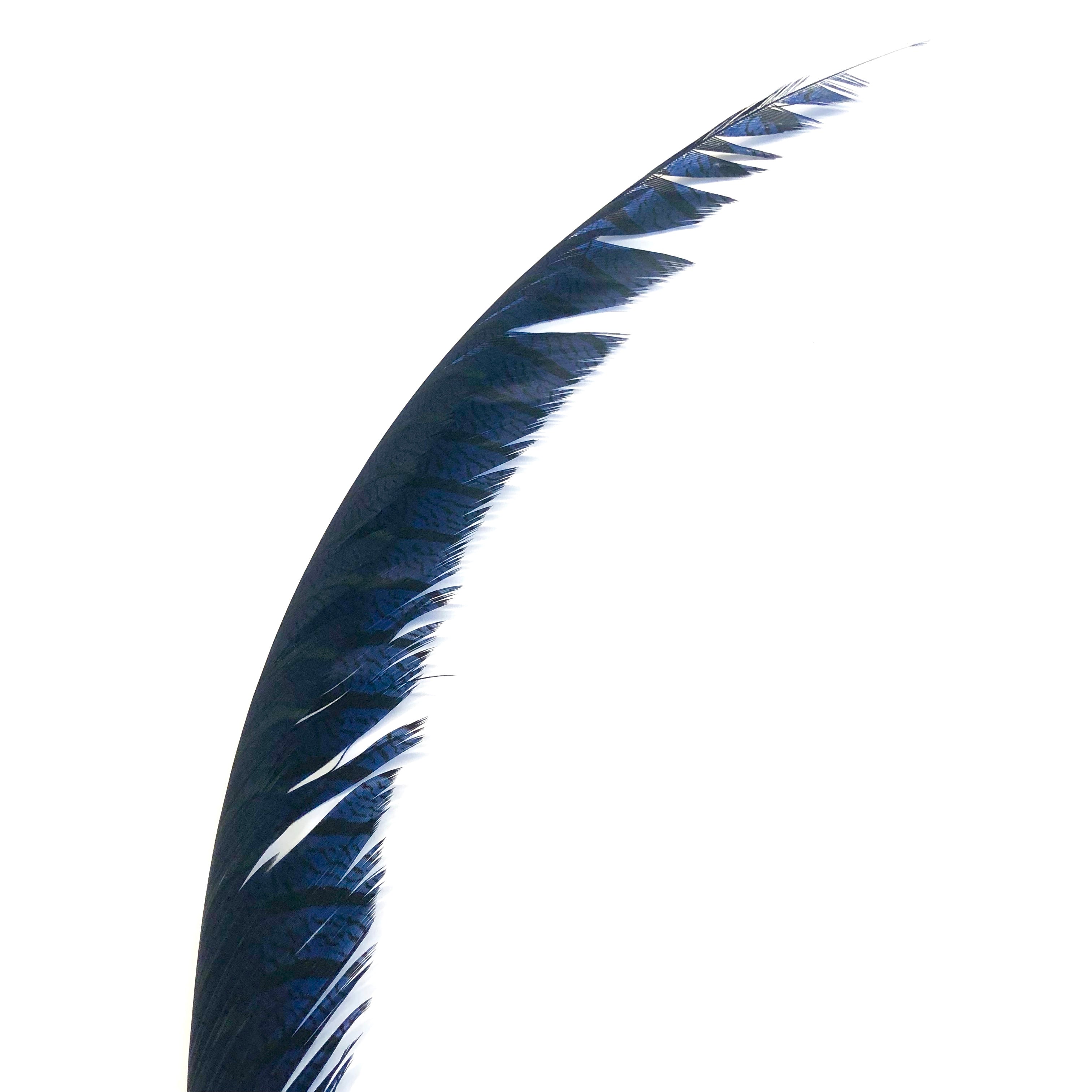 Lady Amherst Pheasant Centre Tail Feather - Navy Blue