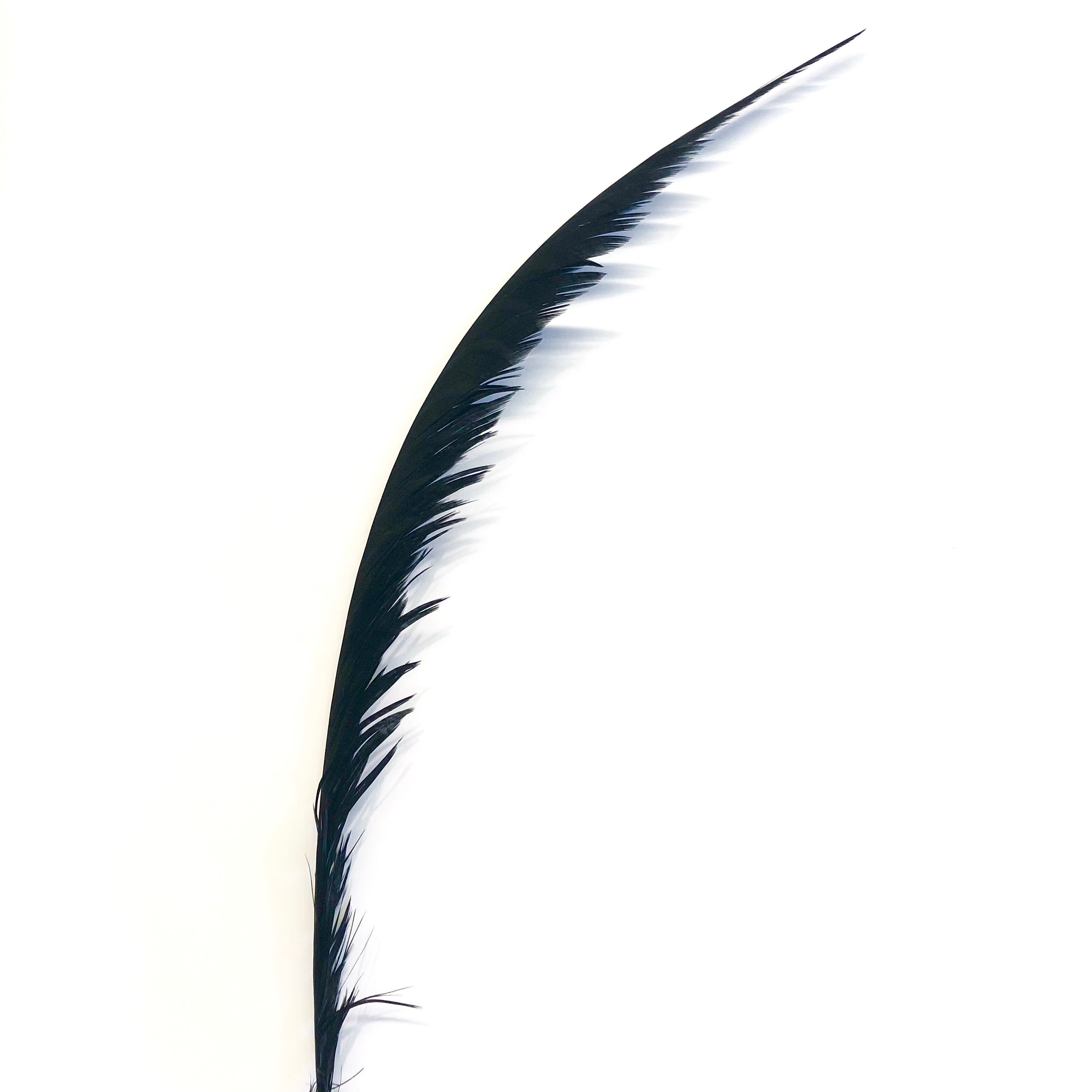 Lady Amherst Pheasant Centre Tail Feather - Black ((SECONDS))