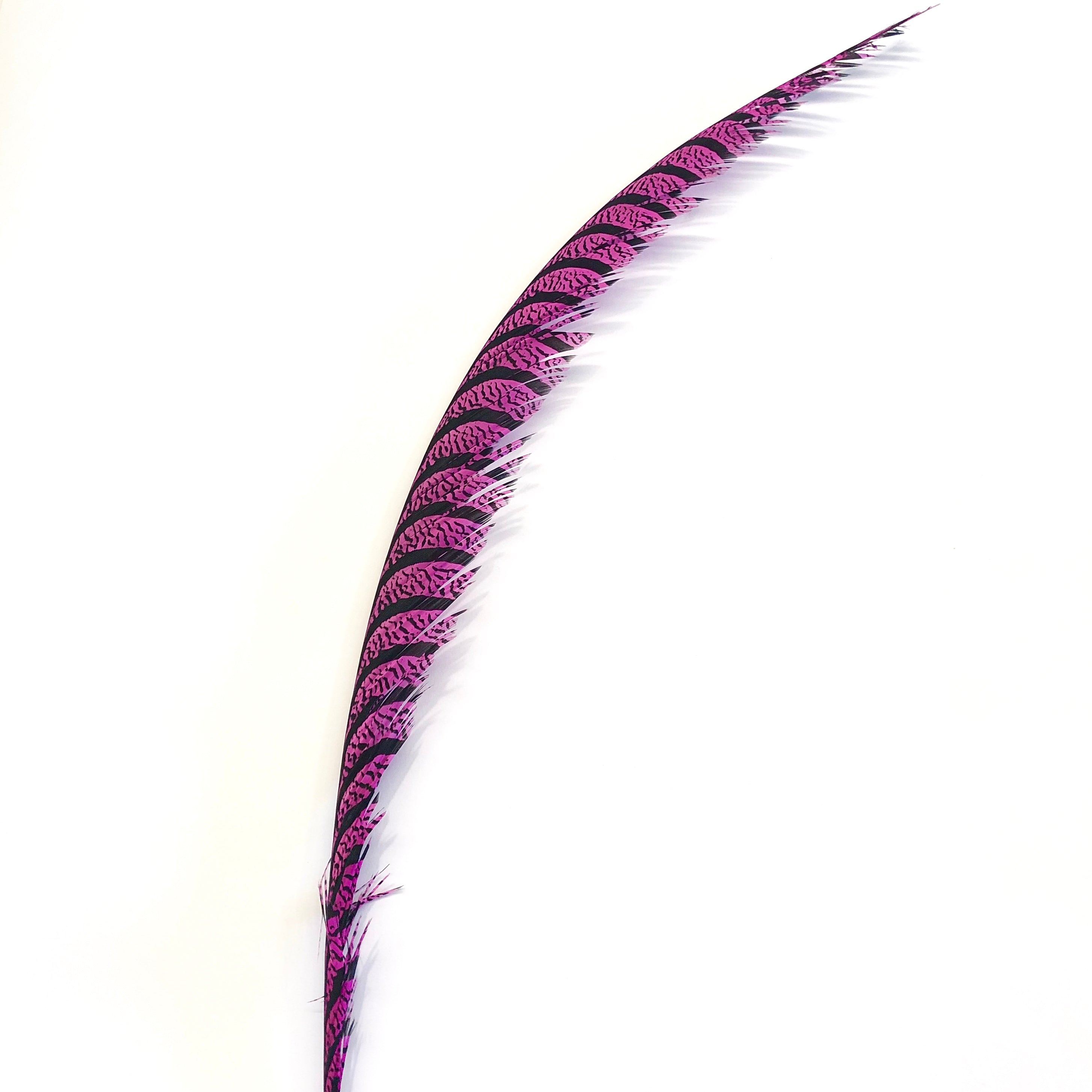 Lady Amherst Pheasant Centre Tail Feather - Hot Pink