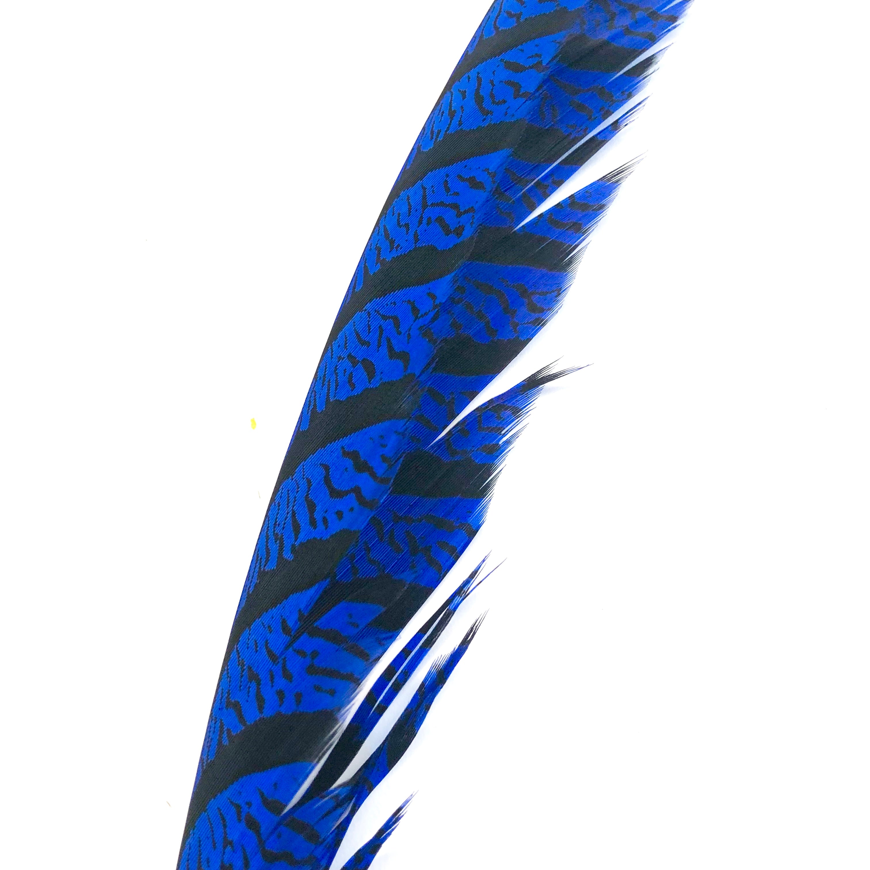 Lady Amherst Pheasant Centre Tail Feather - Royal Blue ((SECONDS))