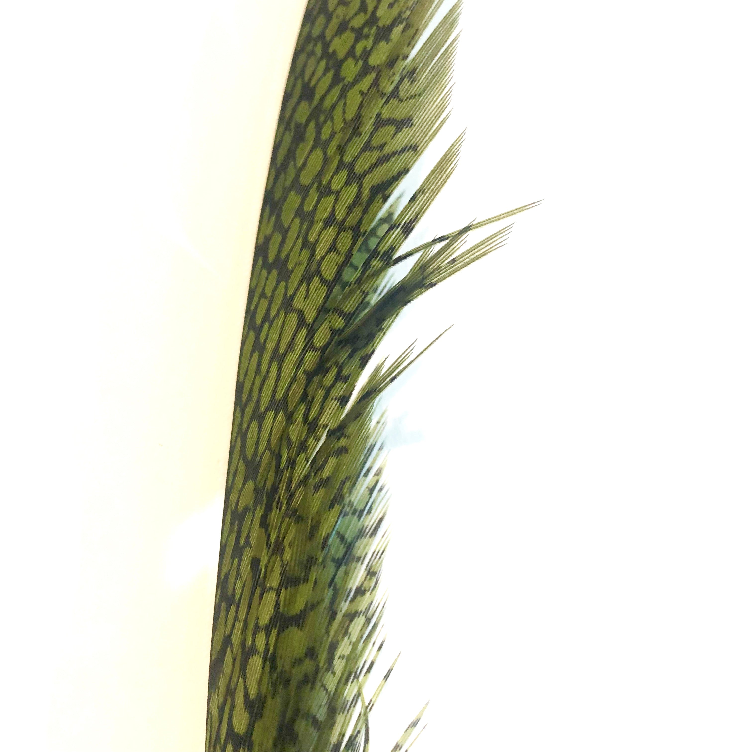 Golden Pheasant Centre Tail Feather - Olive Green ((SECONDS))