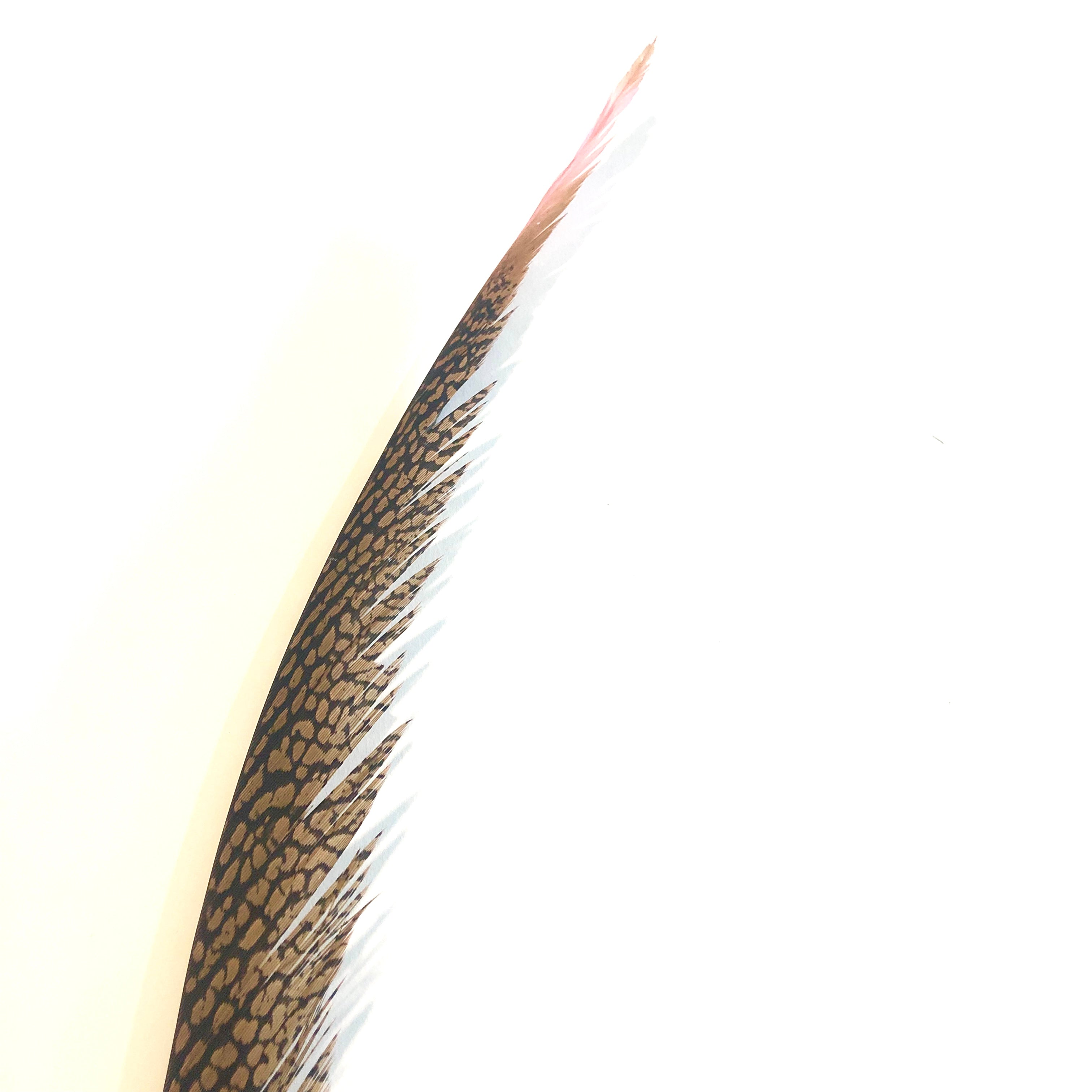 Golden Pheasant Centre Tail Feather - Pink ((SECONDS))