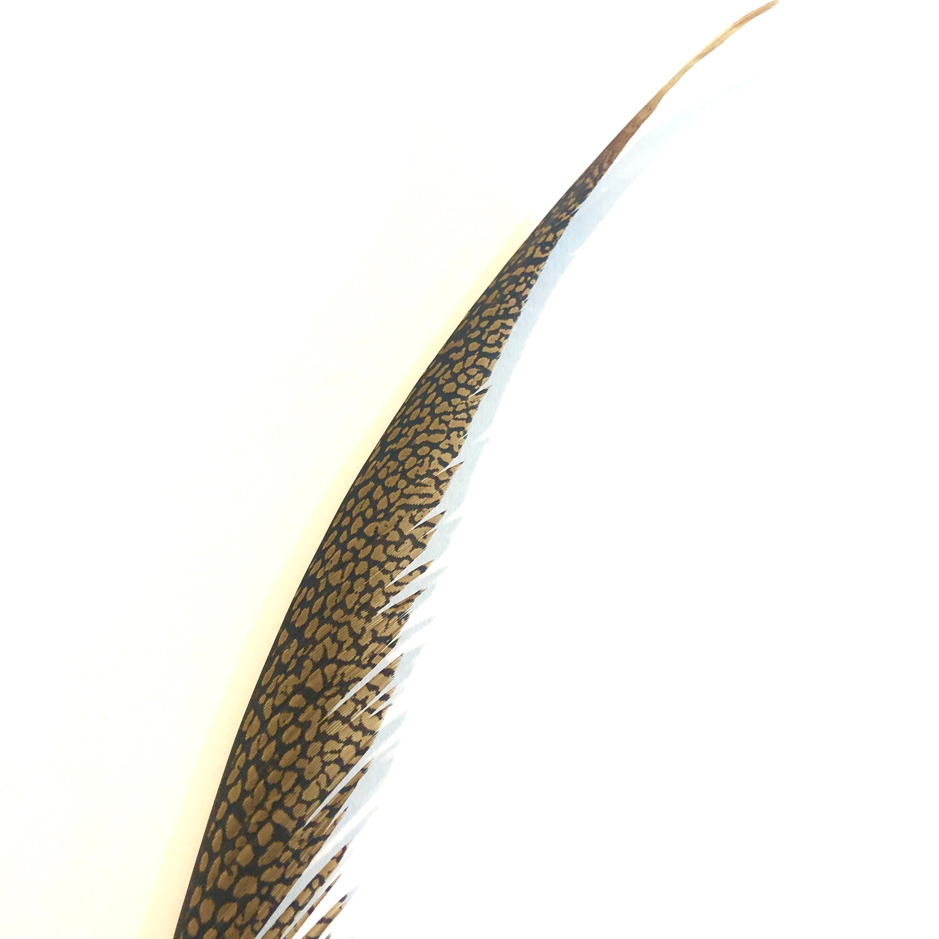 Golden Pheasant Centre Tail Feather - Natural ((SECONDS))