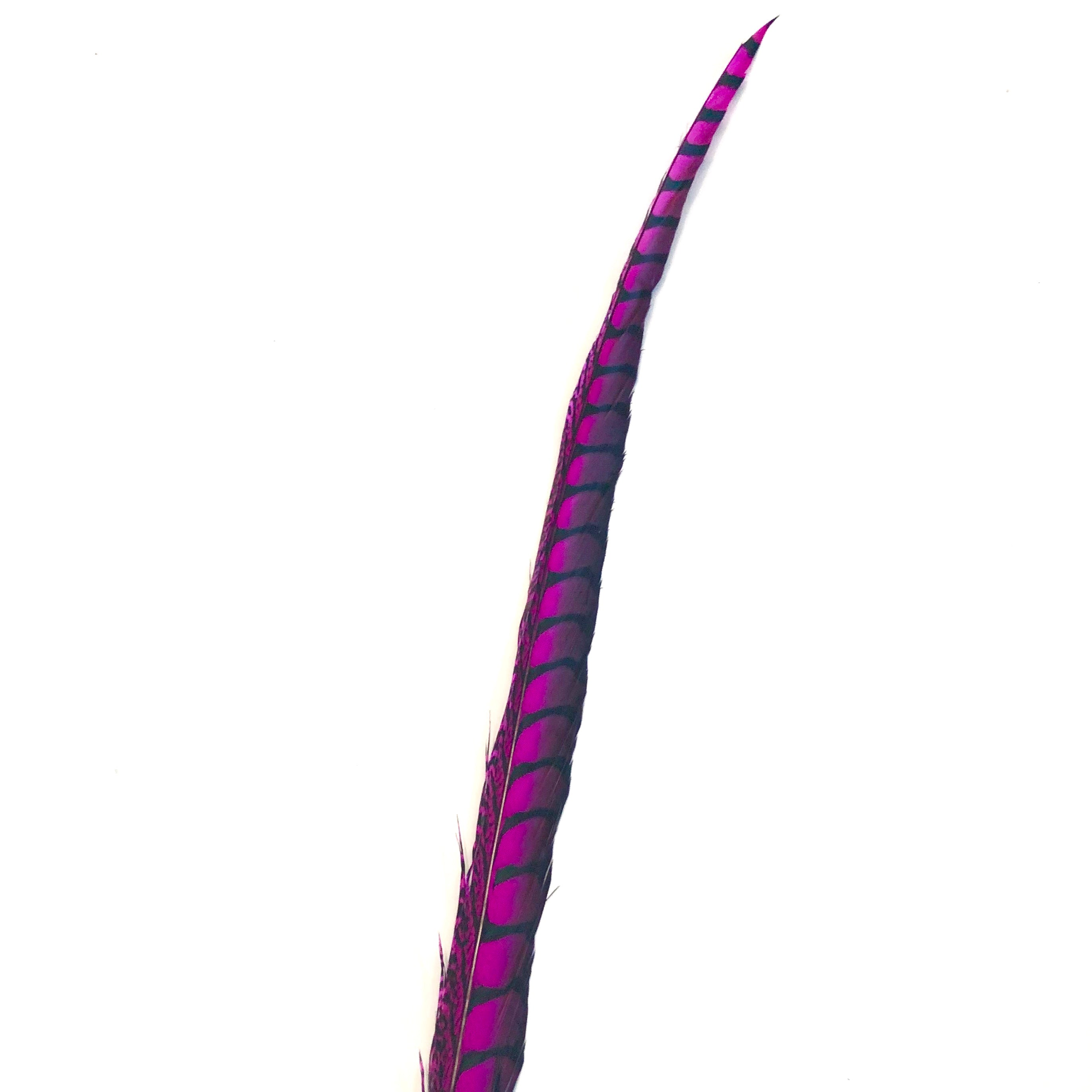 30" to 38" Lady Amherst Pheasant Side Tail Feather - Cerise ((SECONDS))
