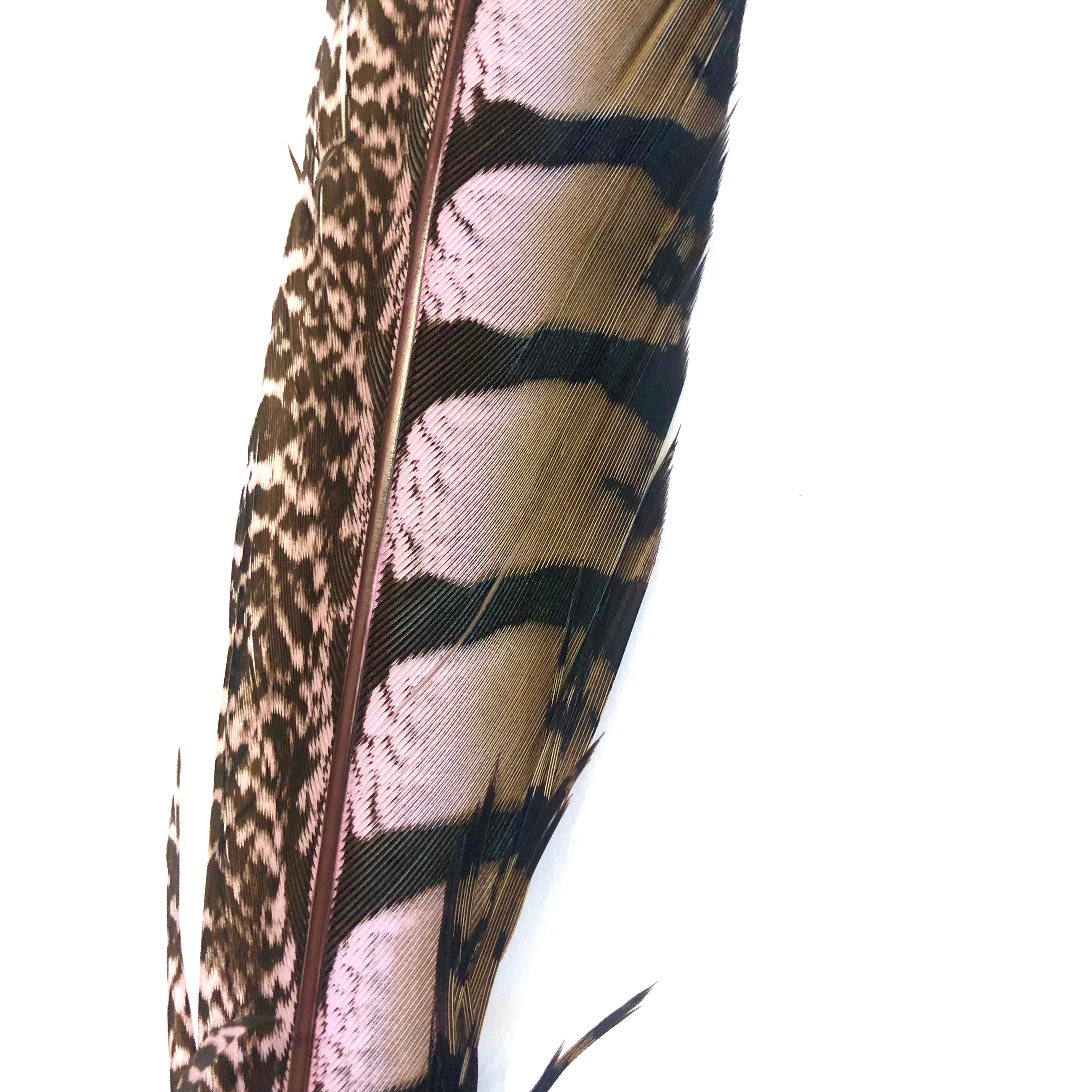 30" to 38" Lady Amherst Pheasant Side Tail Feather - Pink ((SECONDS))