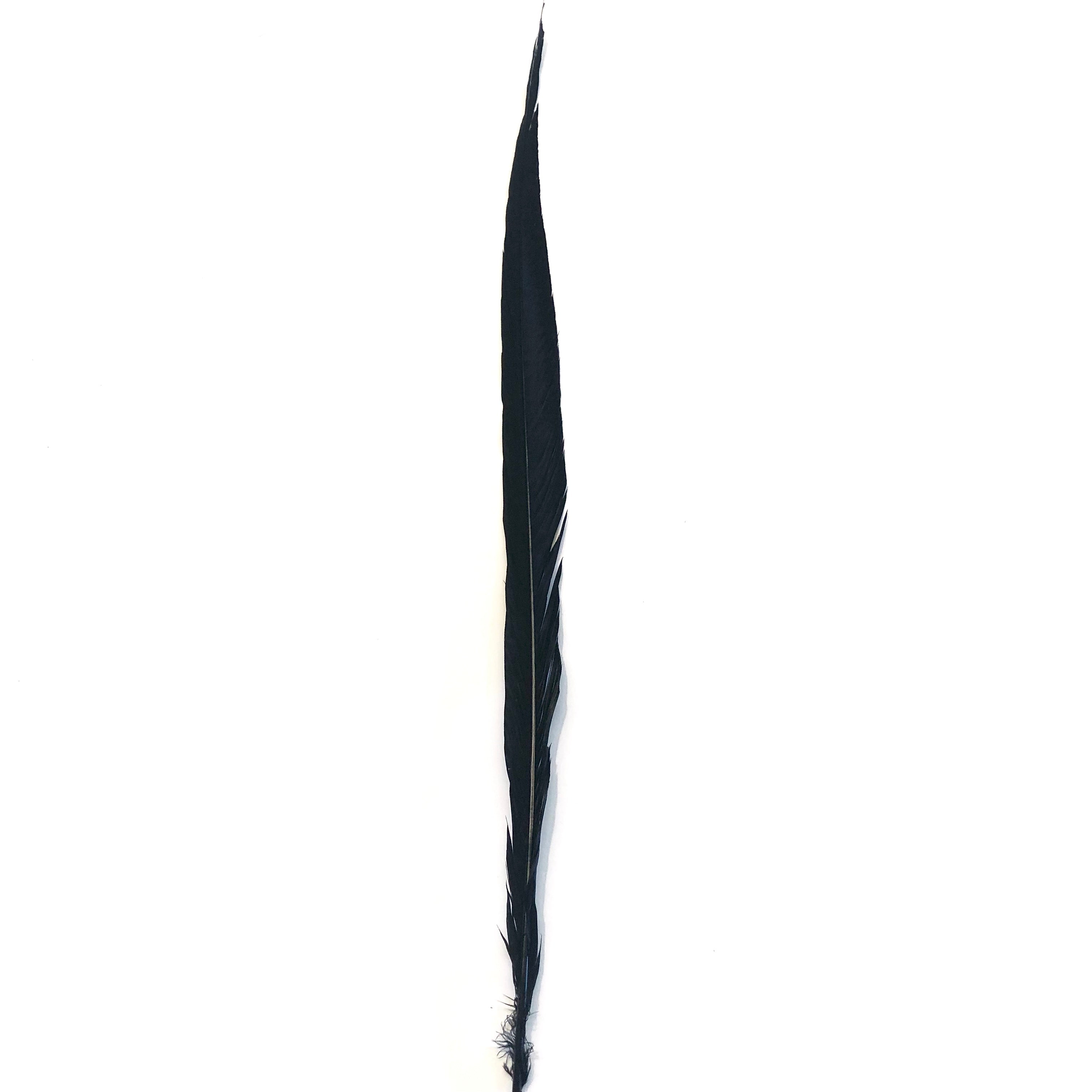 10" to 20" Golden Pheasant Side Tail Feather - Black ((SECONDS))