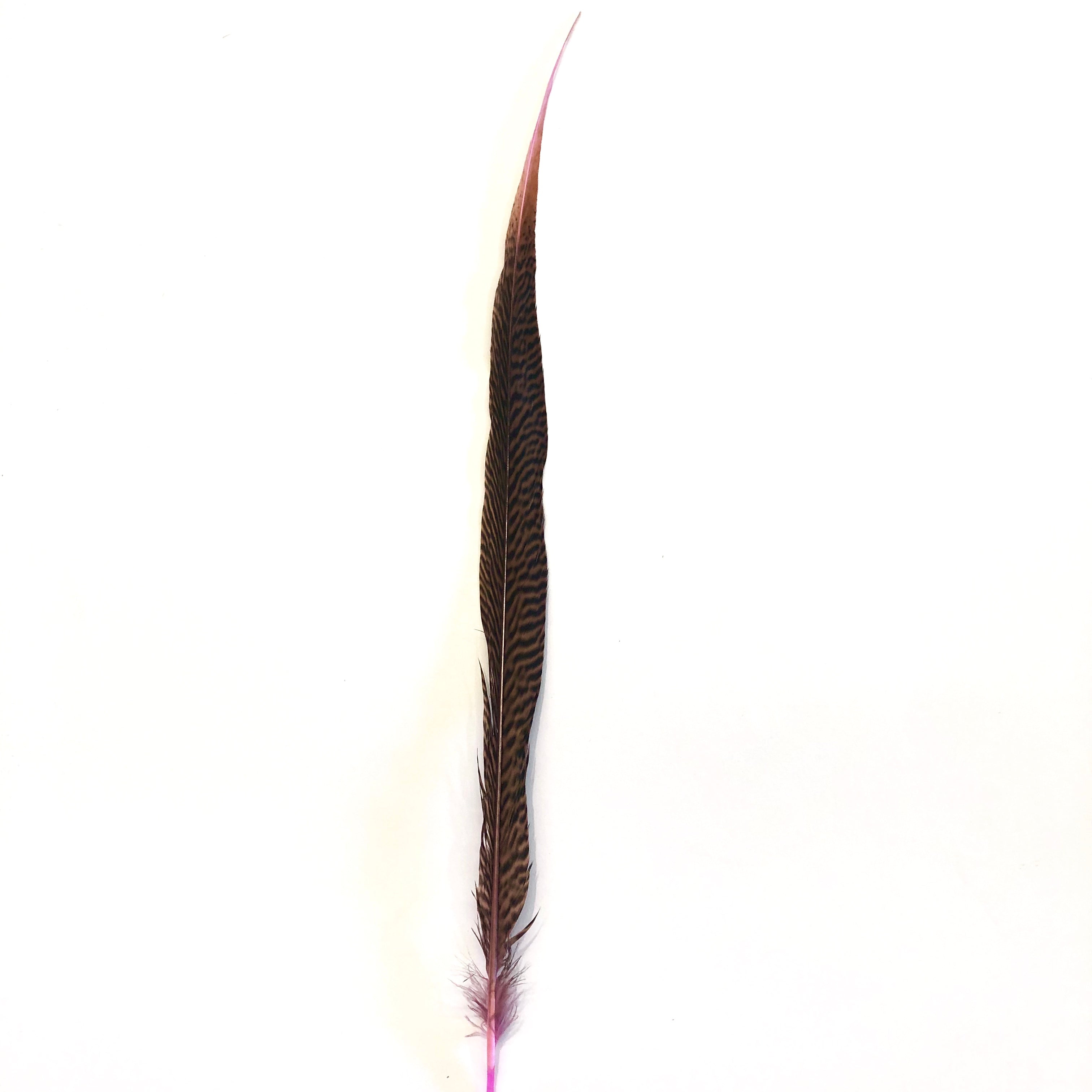 20" to 30" Golden Pheasant Side Tail Feather x 10 pcs- Pink ((BULK PACK))