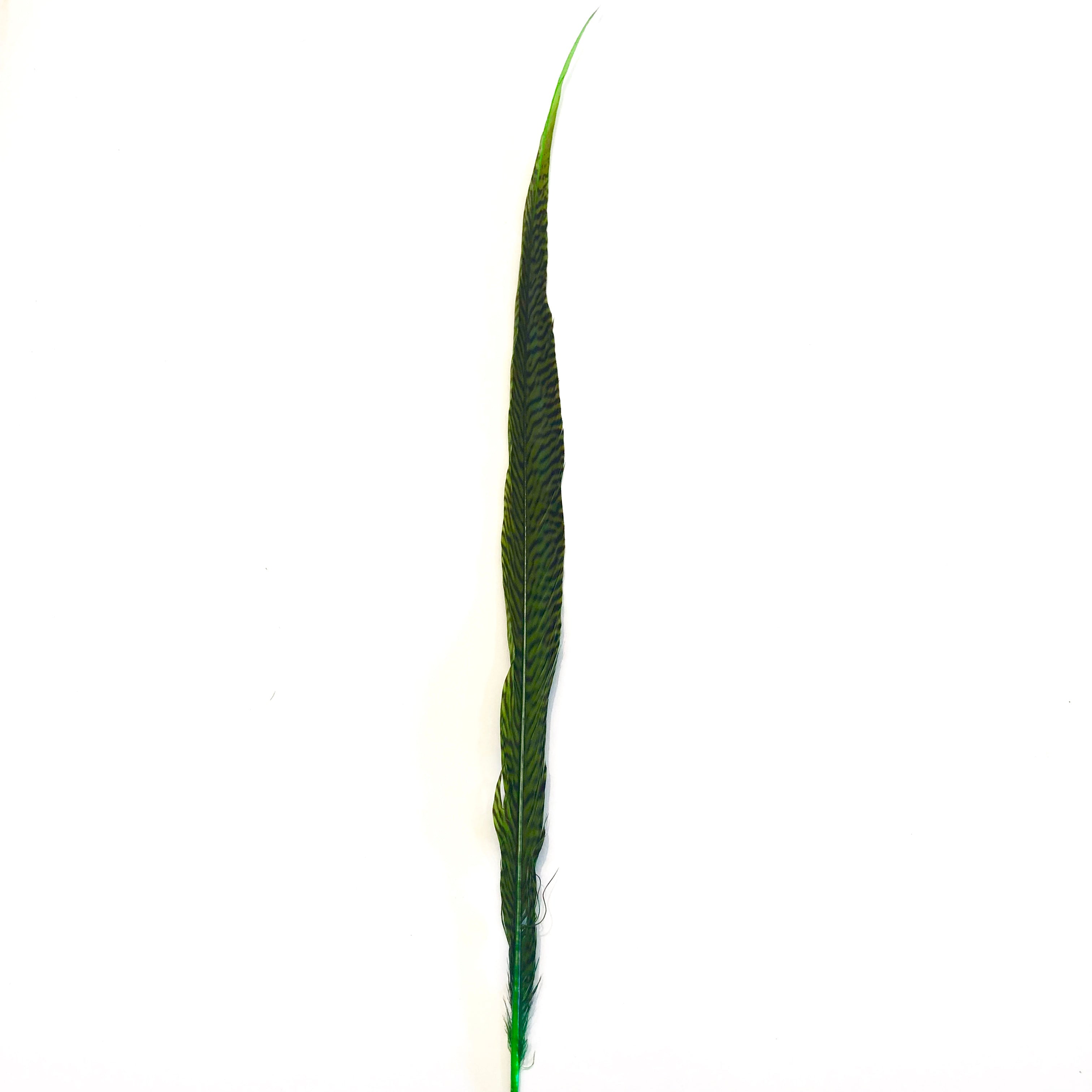 20" to 30" Golden Pheasant Side Tail Feather x 10 pcs - Lime Green ((BULK PACK))