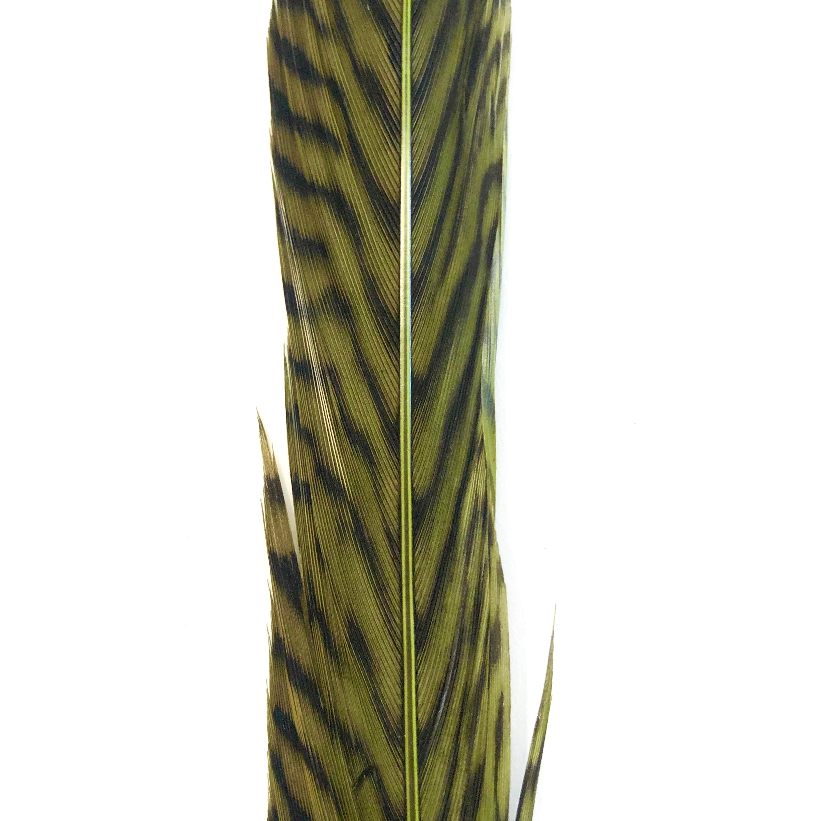 10" to 20" Golden Pheasant Side Tail Feather - Olive Green ((SECONDS))