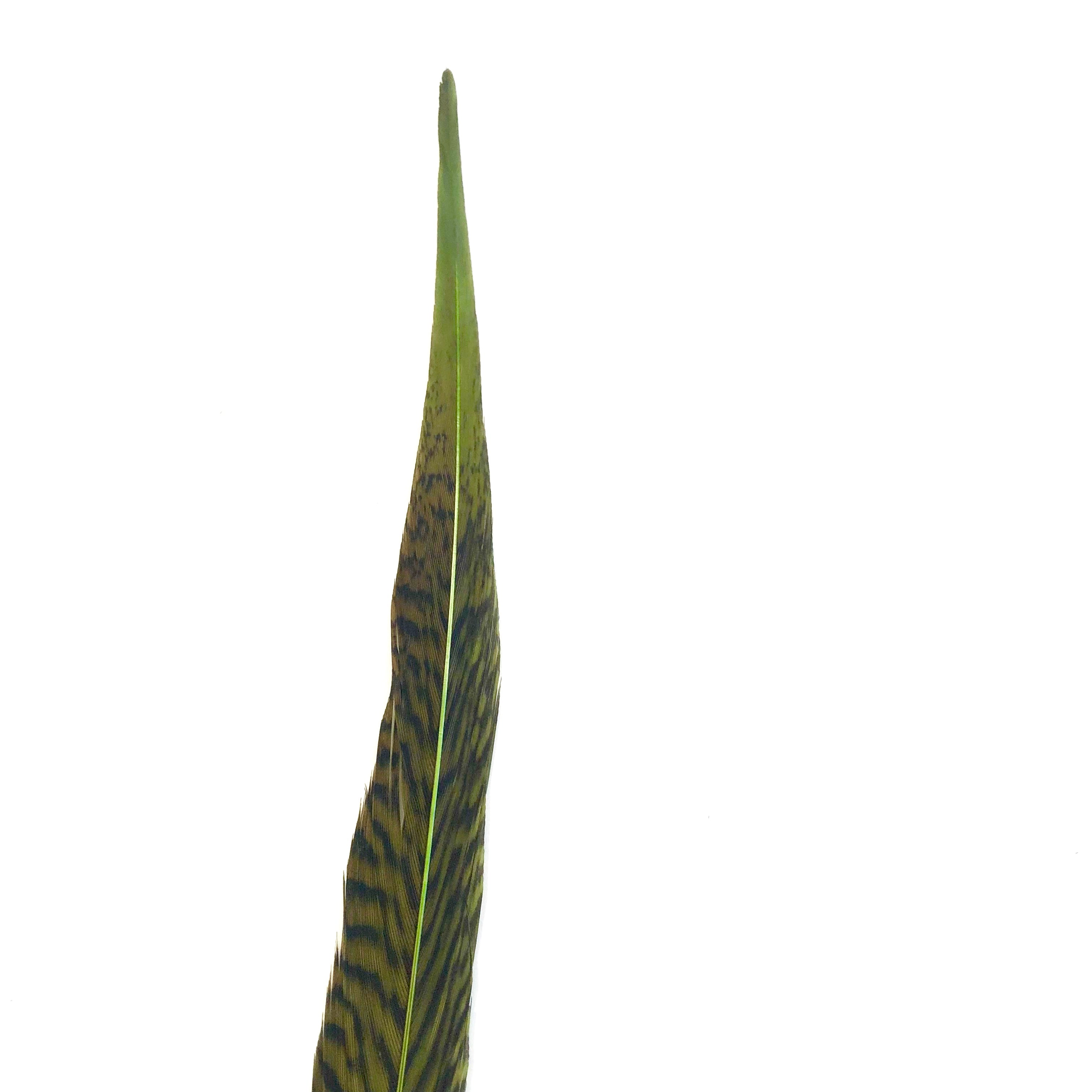 20" to 30" Golden Pheasant Side Tail Feather x 10 pcs - Olive Green ((BULK PACK))