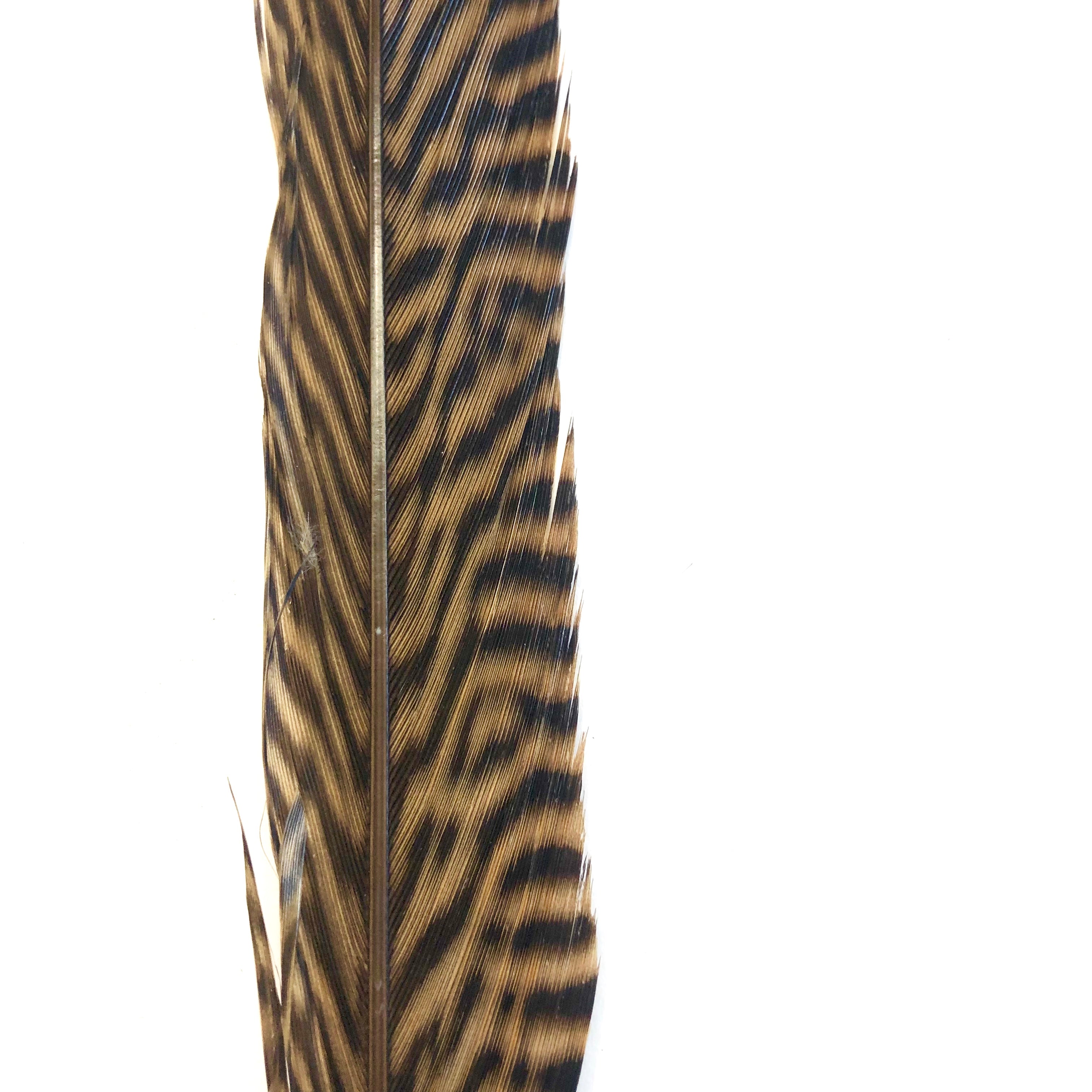 10" to 20" Golden Pheasant Side Tail Feather - Natural