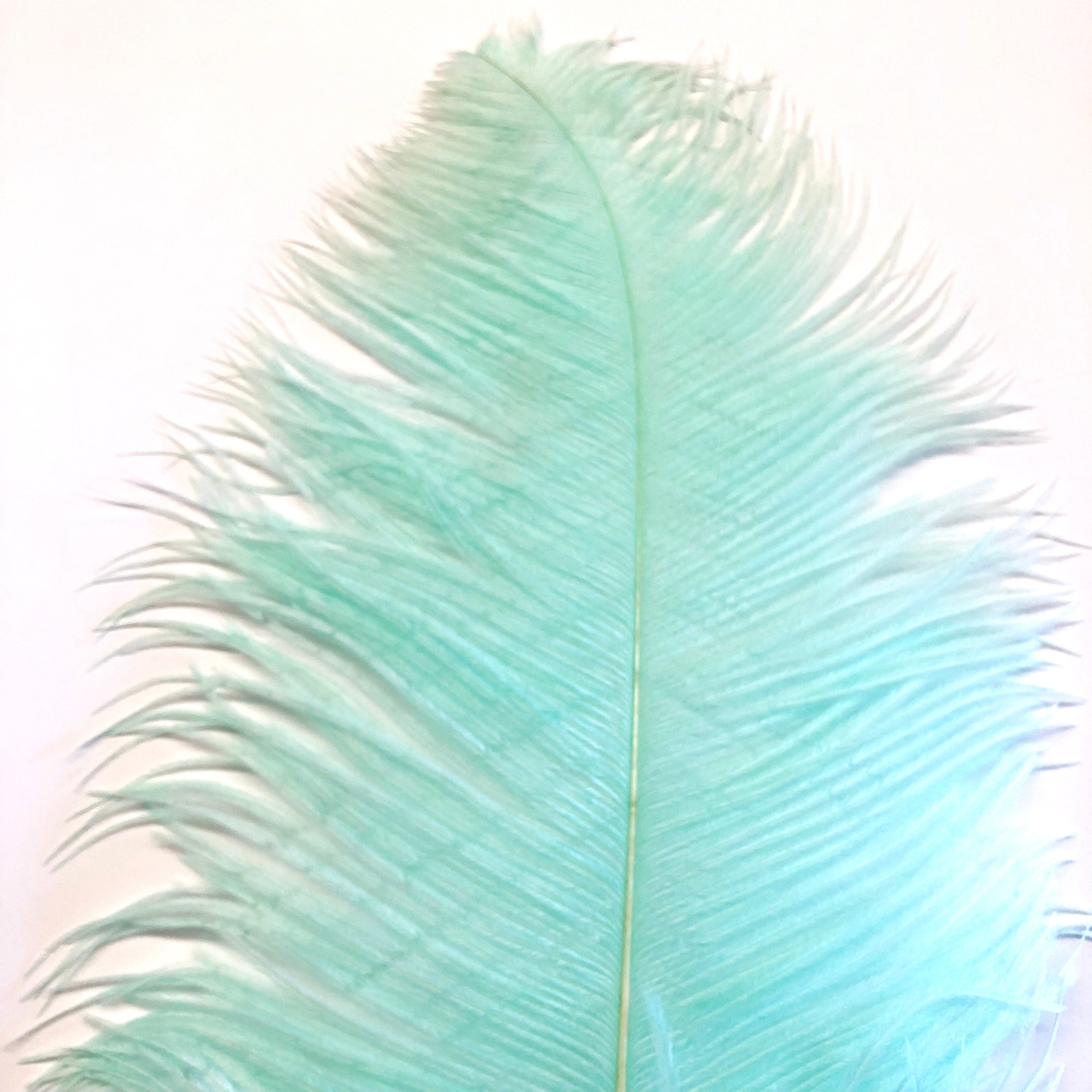 Ostrich Wing Feather Plumes 50-55cm (20-22") - Mint Green