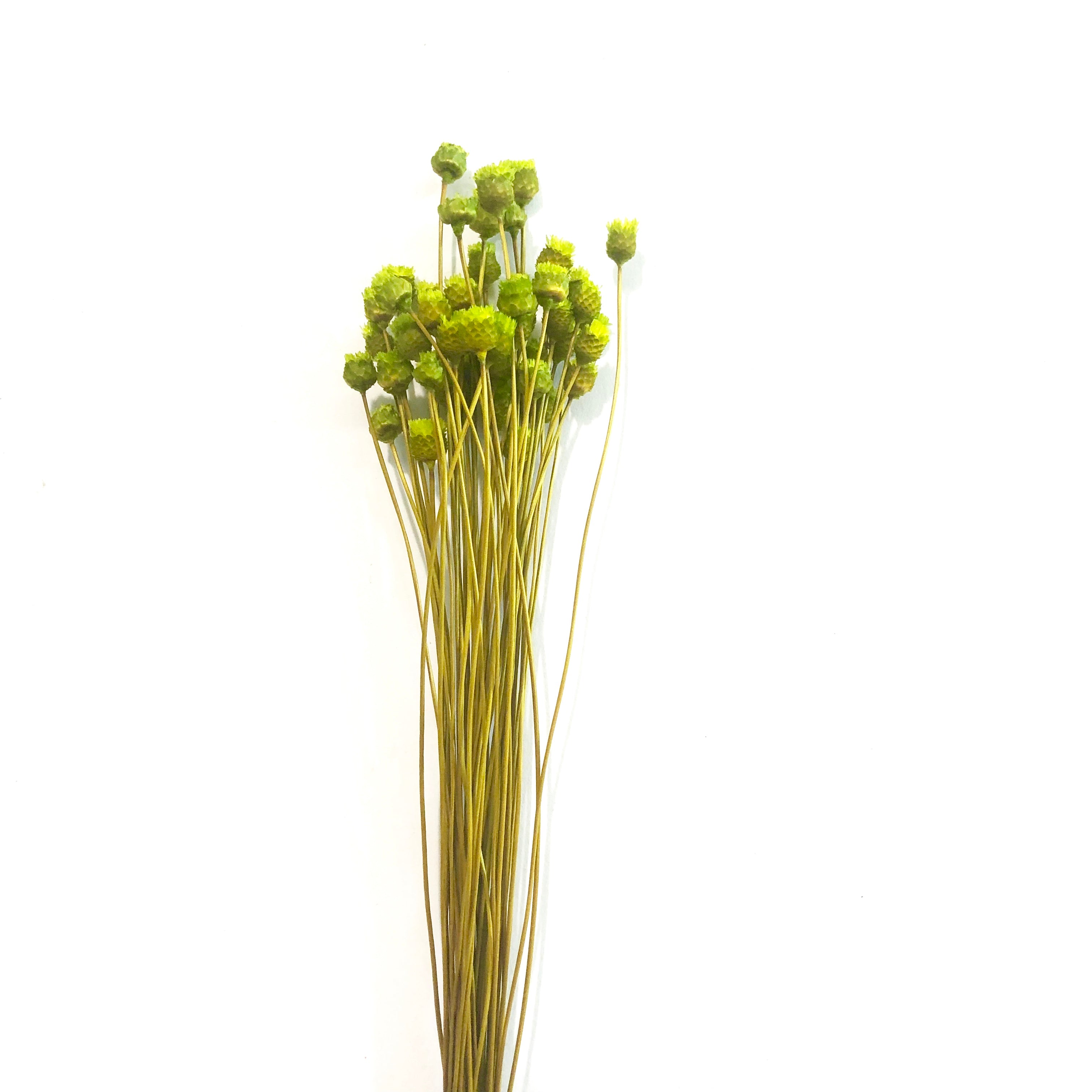Natural Dry Mini Happy Flower Stems - Green