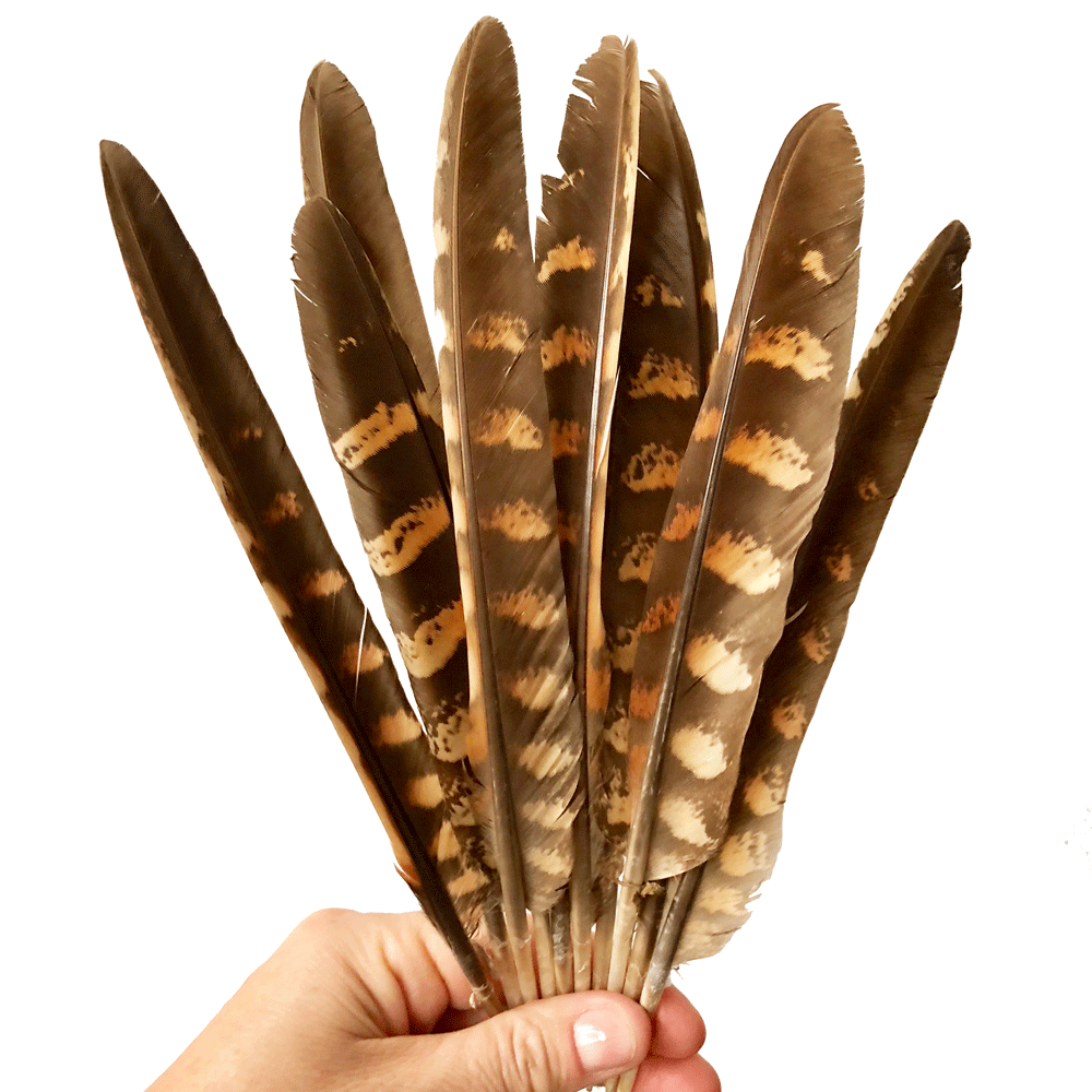 Natural Amherst Pheasant Wing Feathers x 10 pcs ((SECONDS))