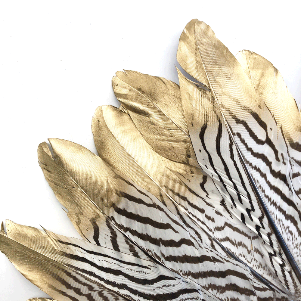 Natural Silver Pheasant Amond Tail Feathers x 10 pcs - Gold Tipped