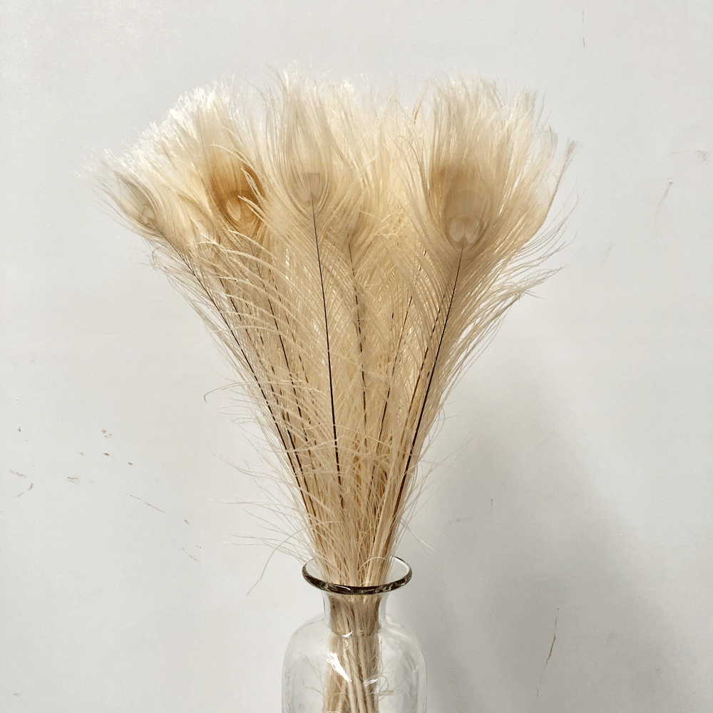 Peacock Eye Tail Feather 45cm x 5pcs - Bleached ((SECONDS))