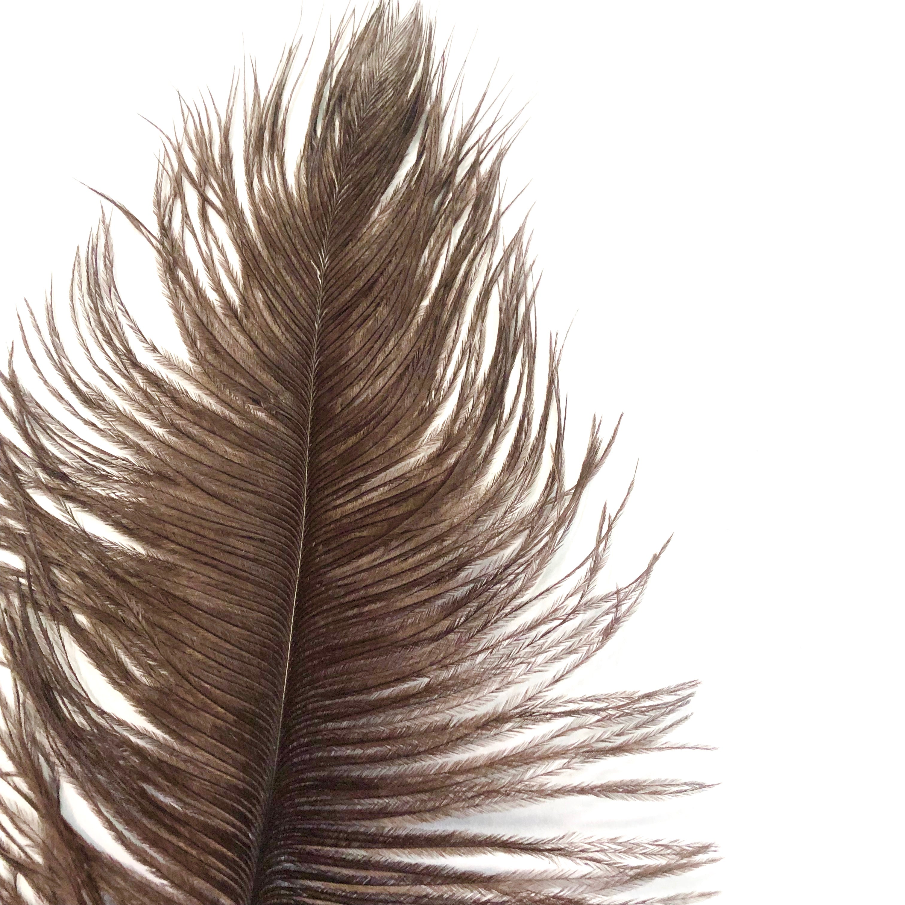 Ostrich Drab Feather 27-32cm - Chocolate Brown