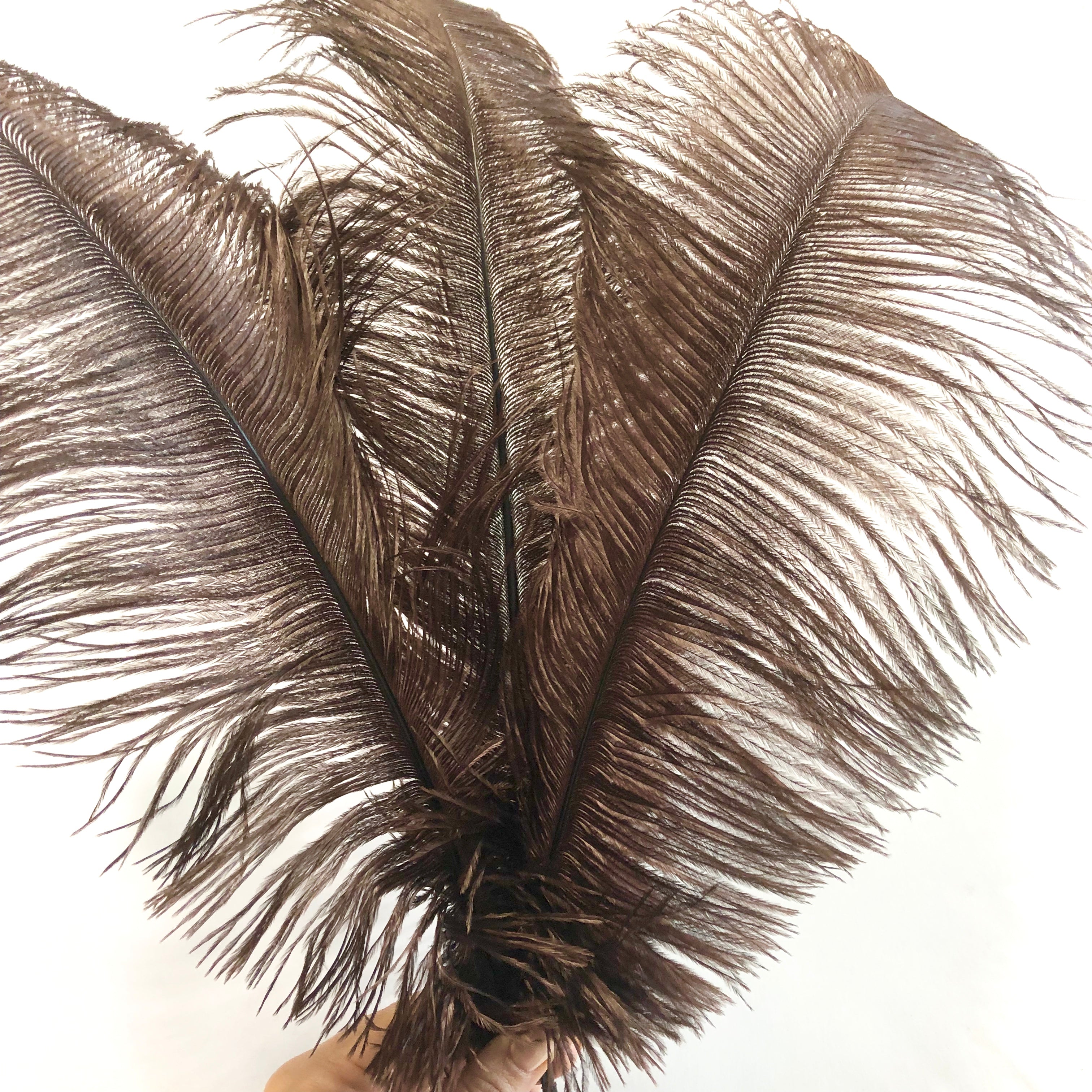 Ostrich Drab Feather 27-32cm - Chocolate Brown
