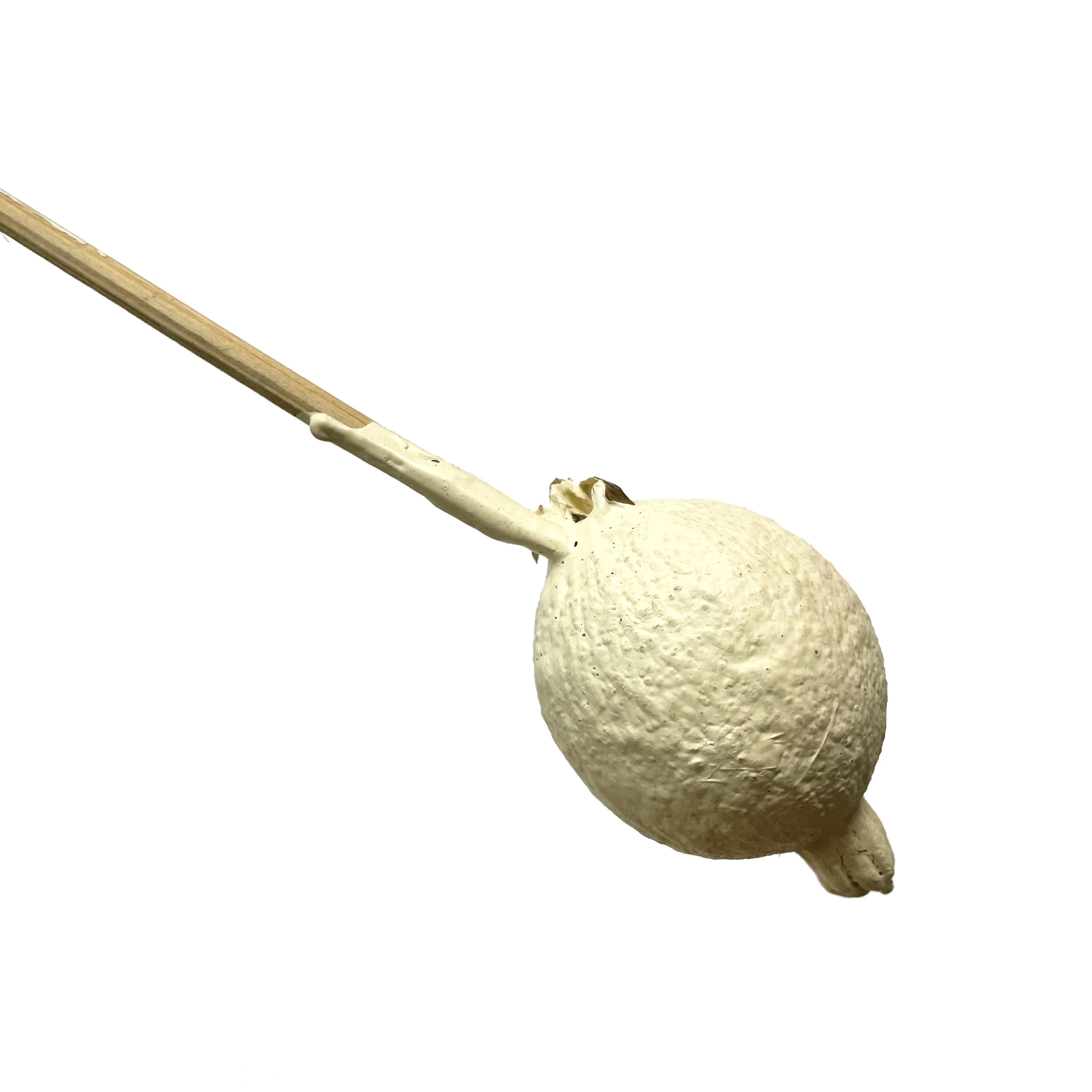 Natural Dry Gauri Fruit Stem - Off White