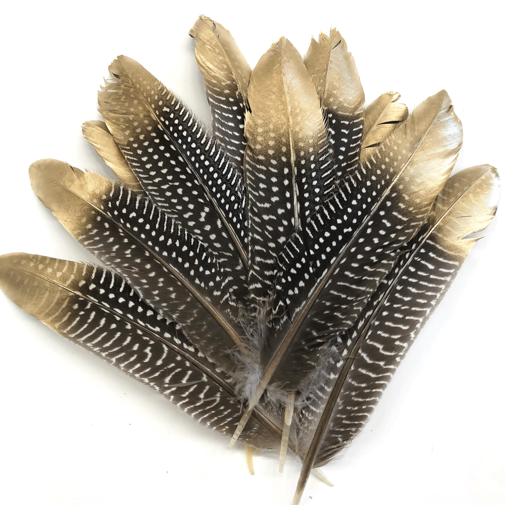 Natural Guinea Fowl Wing Feathers x 10 pcs - Gold Tipped