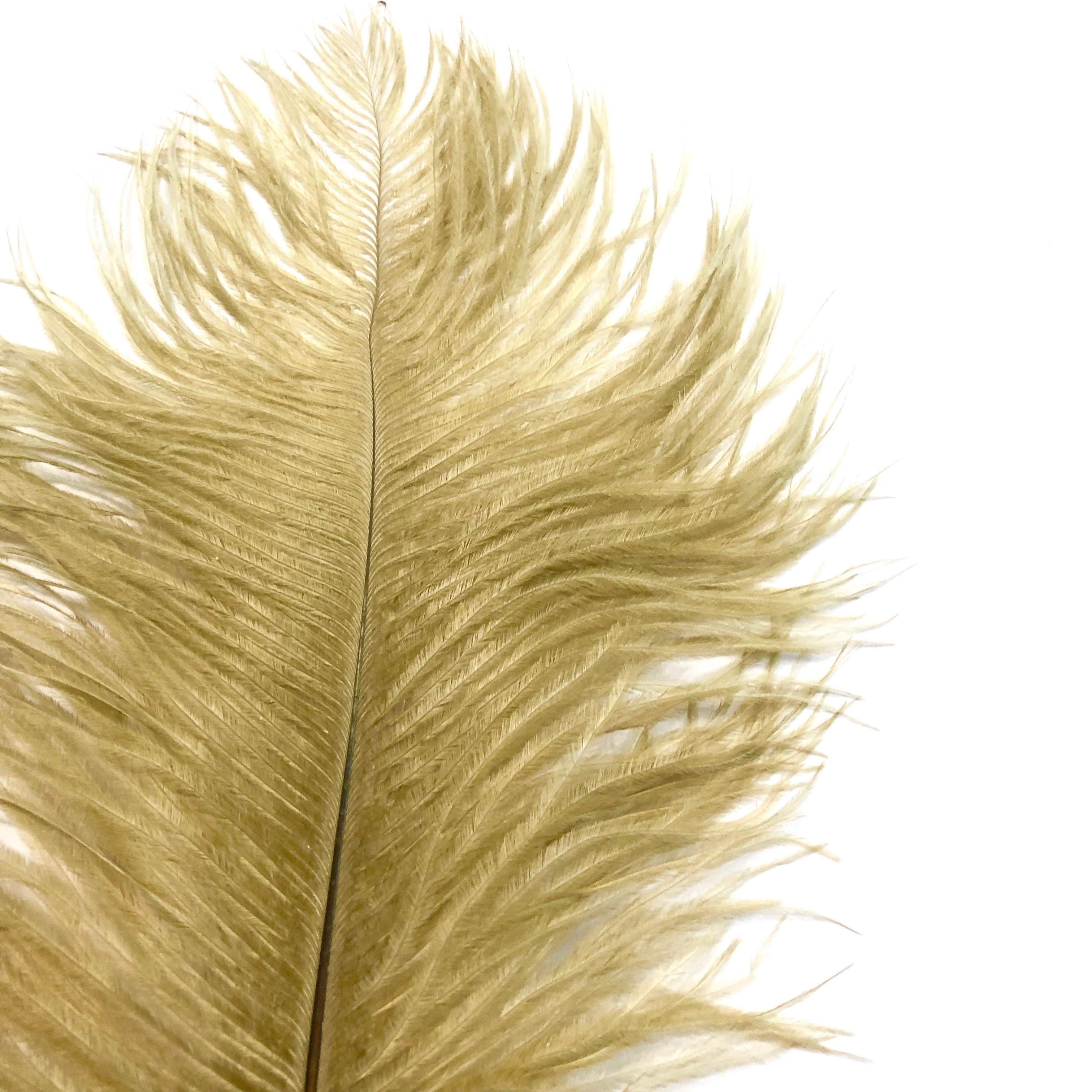 Ostrich Feather Drab 37-42cm x 5 pcs - Gold ((SECONDS))