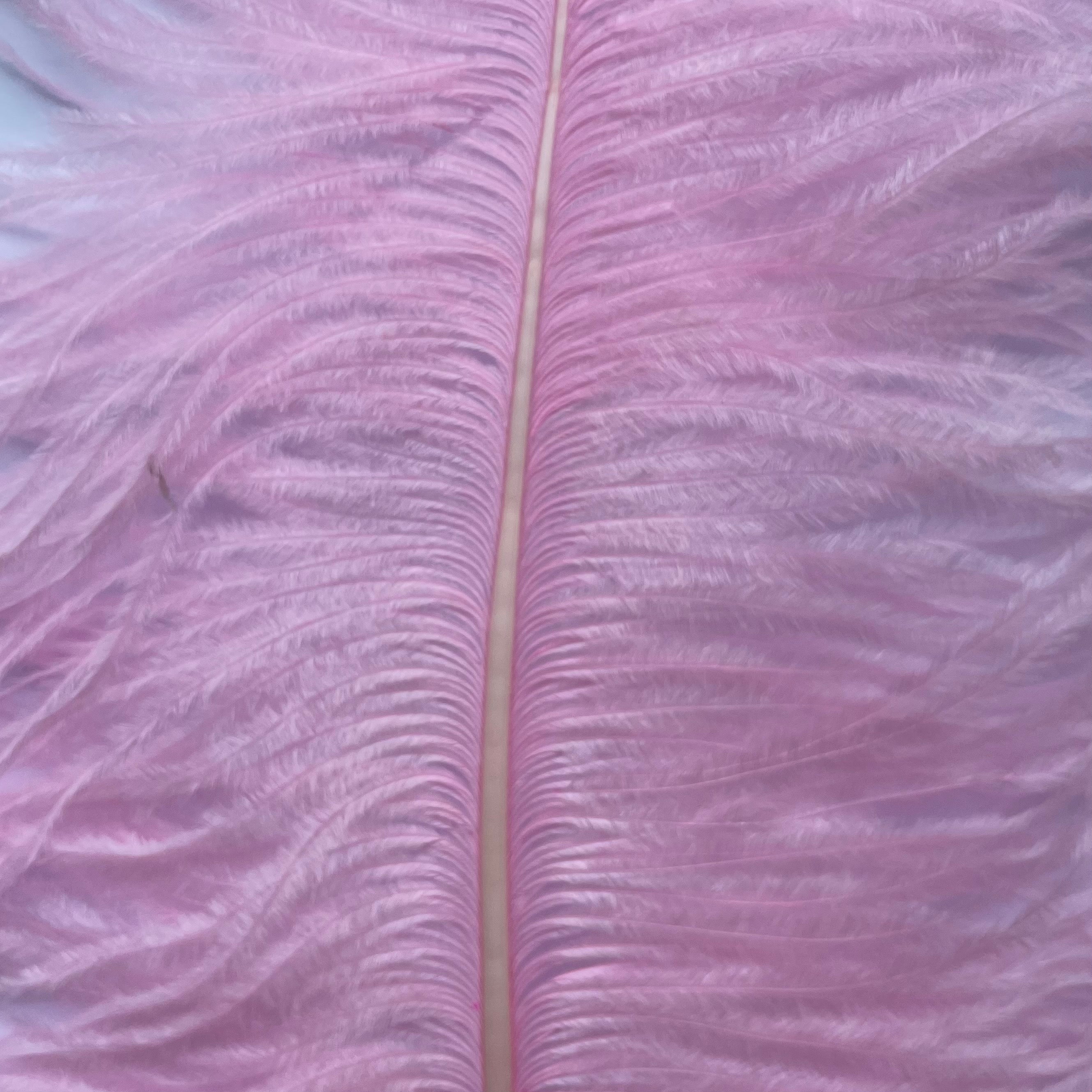 Ostrich Wing Feather Plumes 50-55cm (20-22") - Pink ((SECONDS))