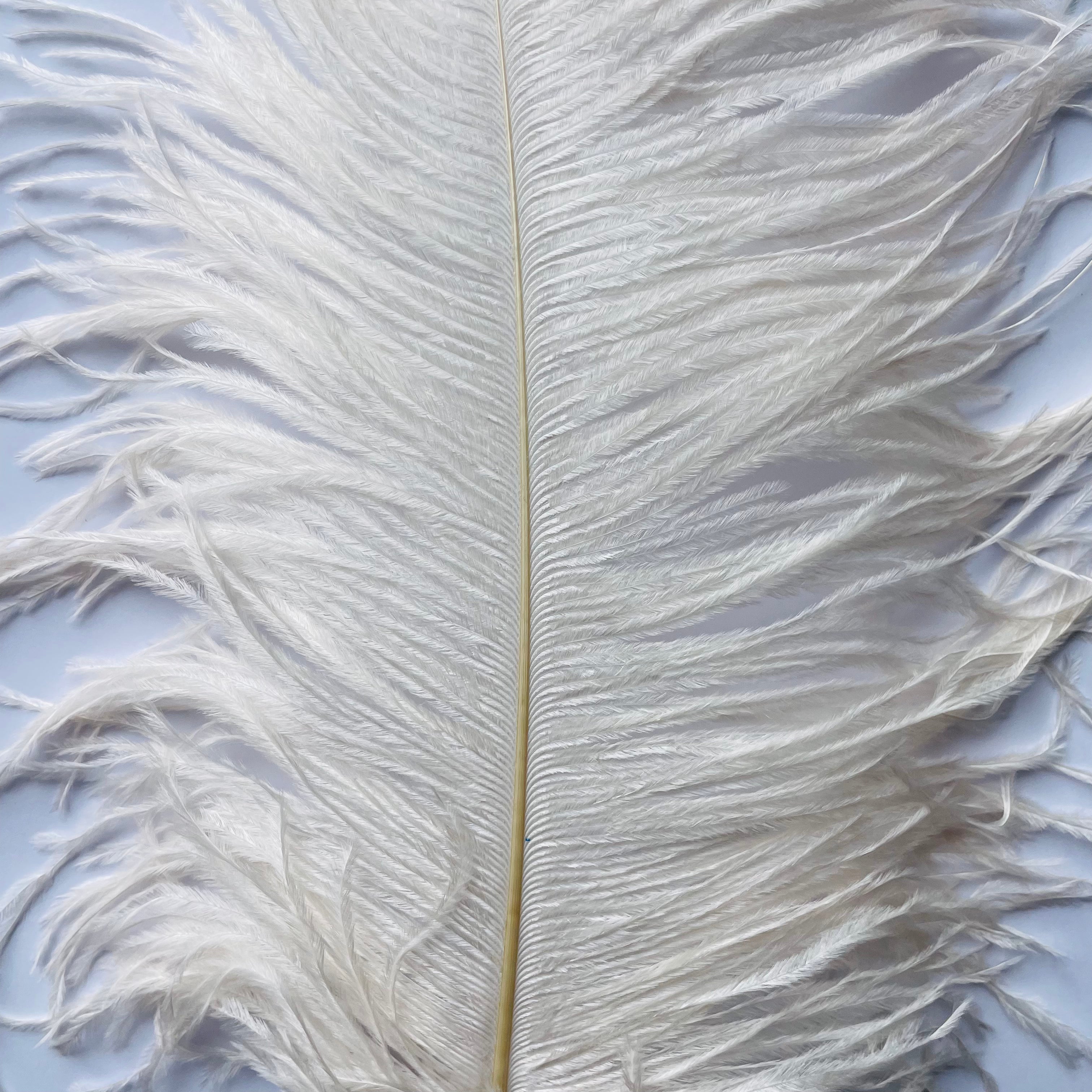 Ostrich Wing Feather Plumes 60-65cm (24-26") - Pink Champagne