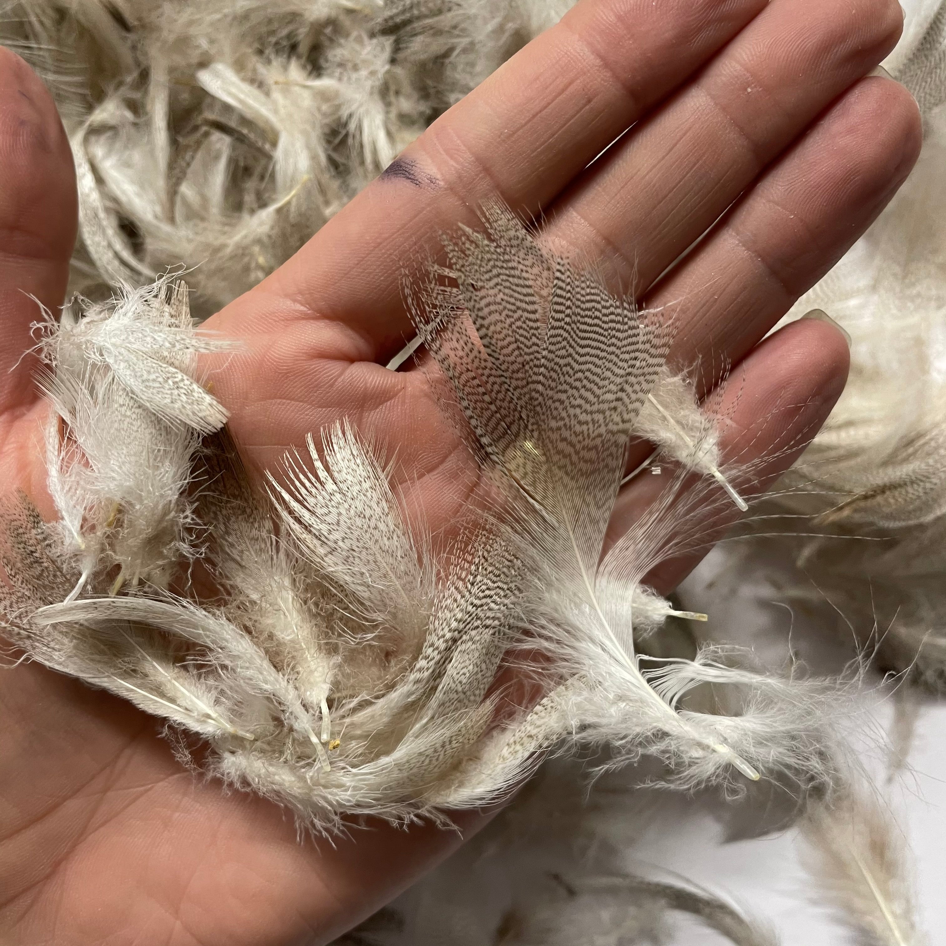Natural Mottled Mallard Duck Feather Plumage Pack of 10 grams