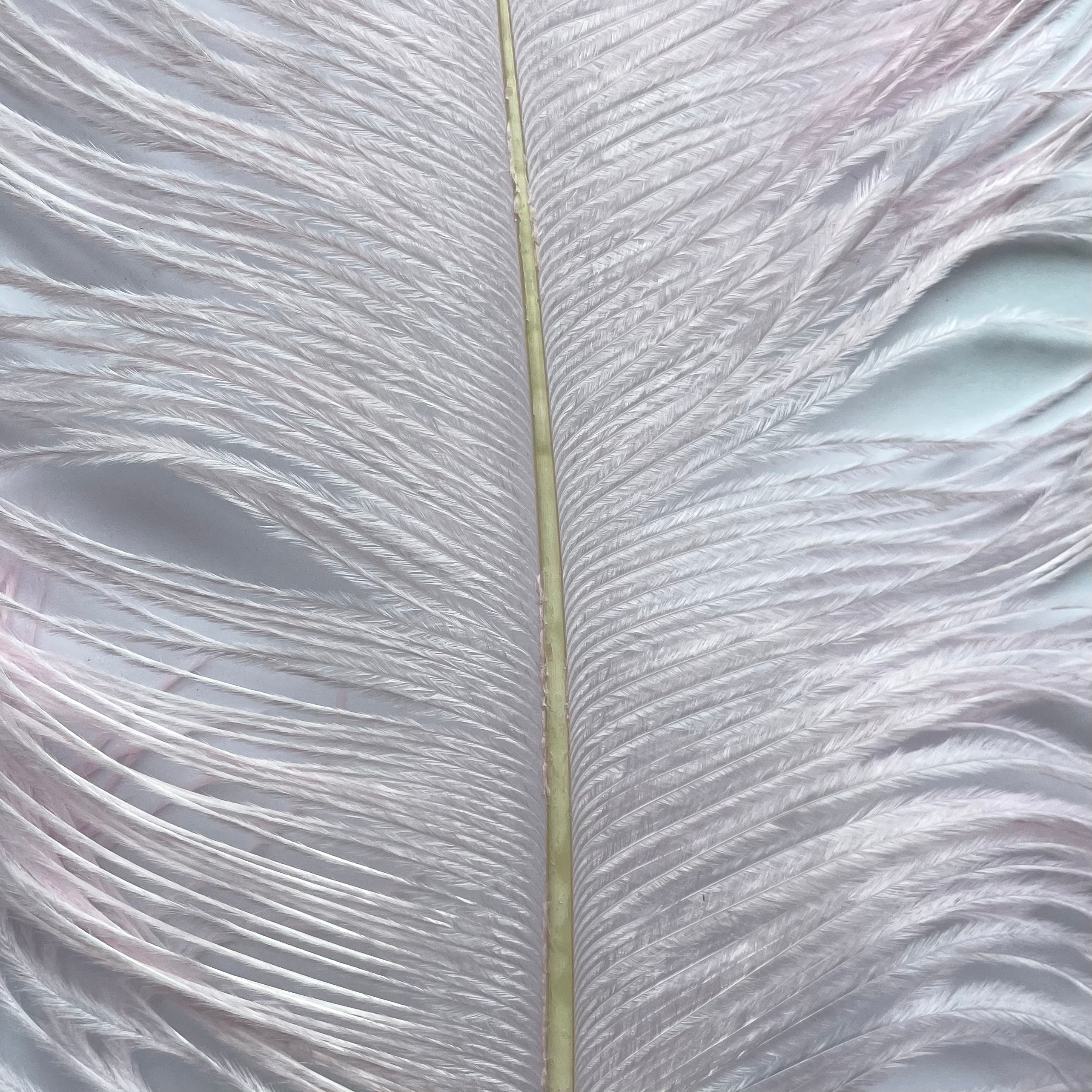 Ostrich Wing Feather Plumes 60-65cm (24-26") - Light Pink