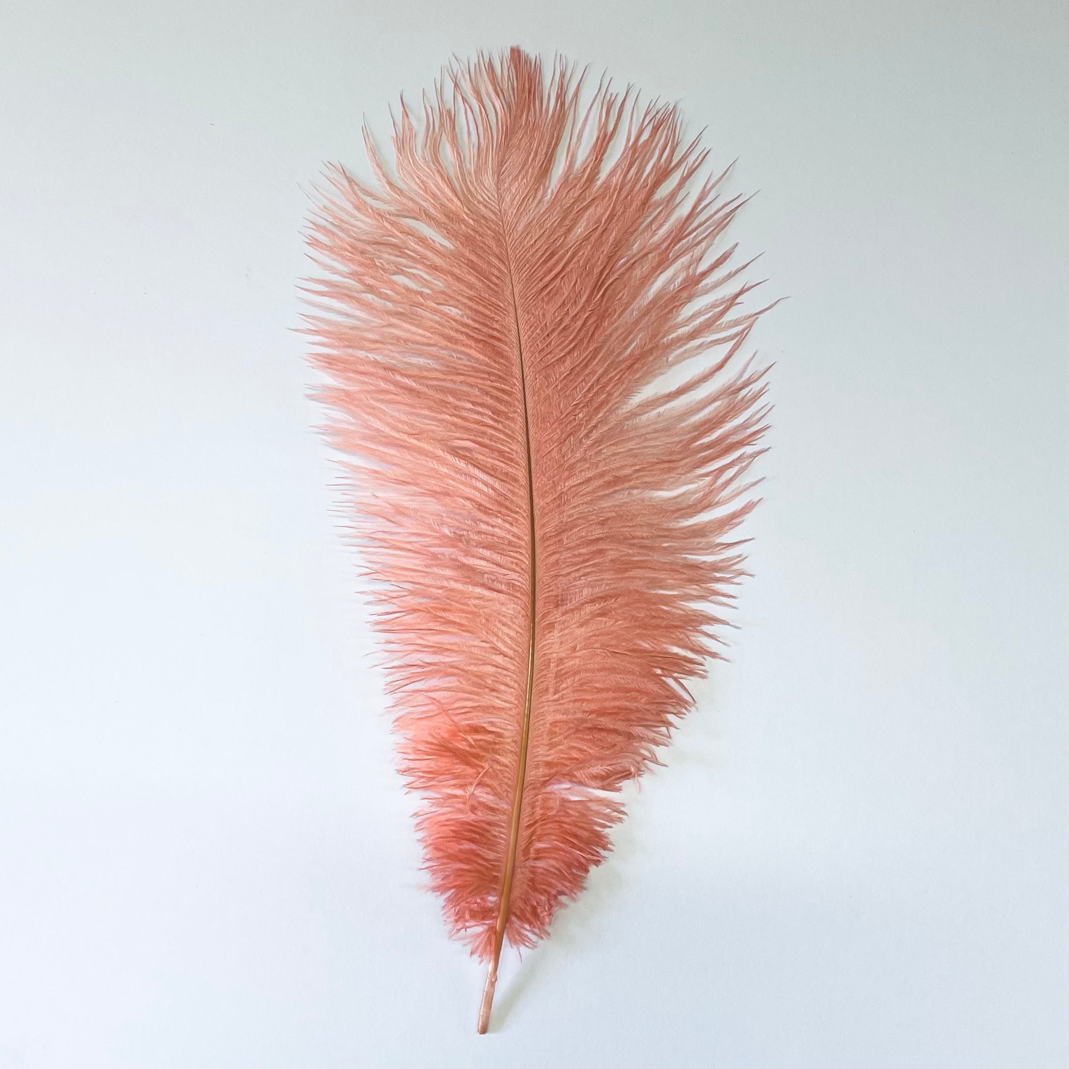 Ostrich Drab Feather 27-32cm - Coral *Seconds* Pack of 5