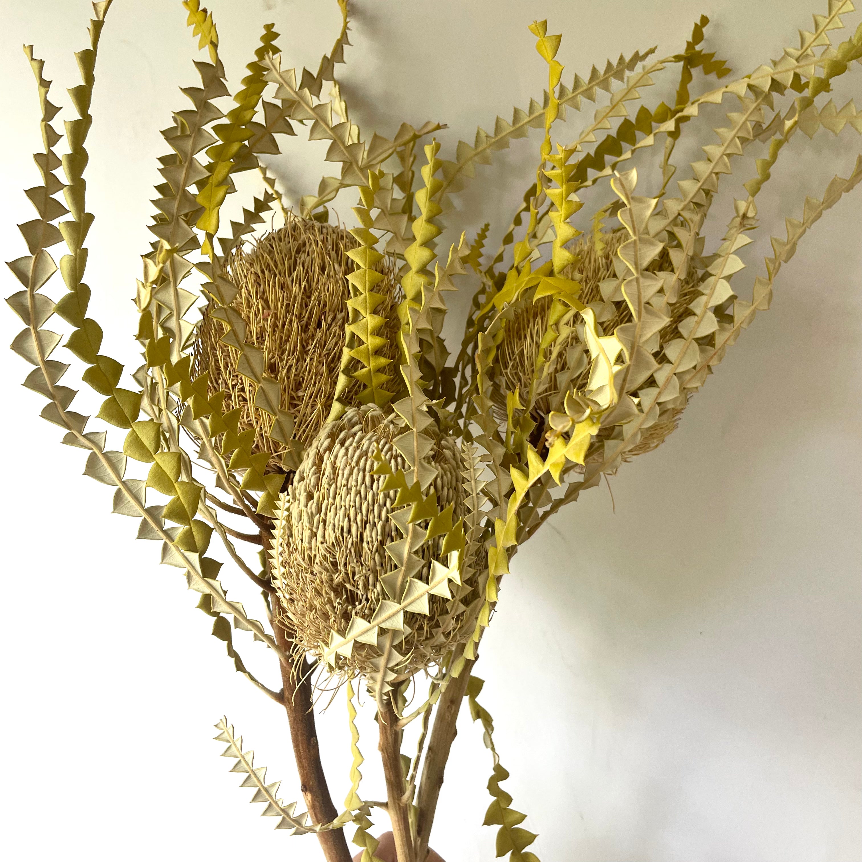 Australian Native Natural Dried Banksia Speciosa Flower - Natural
