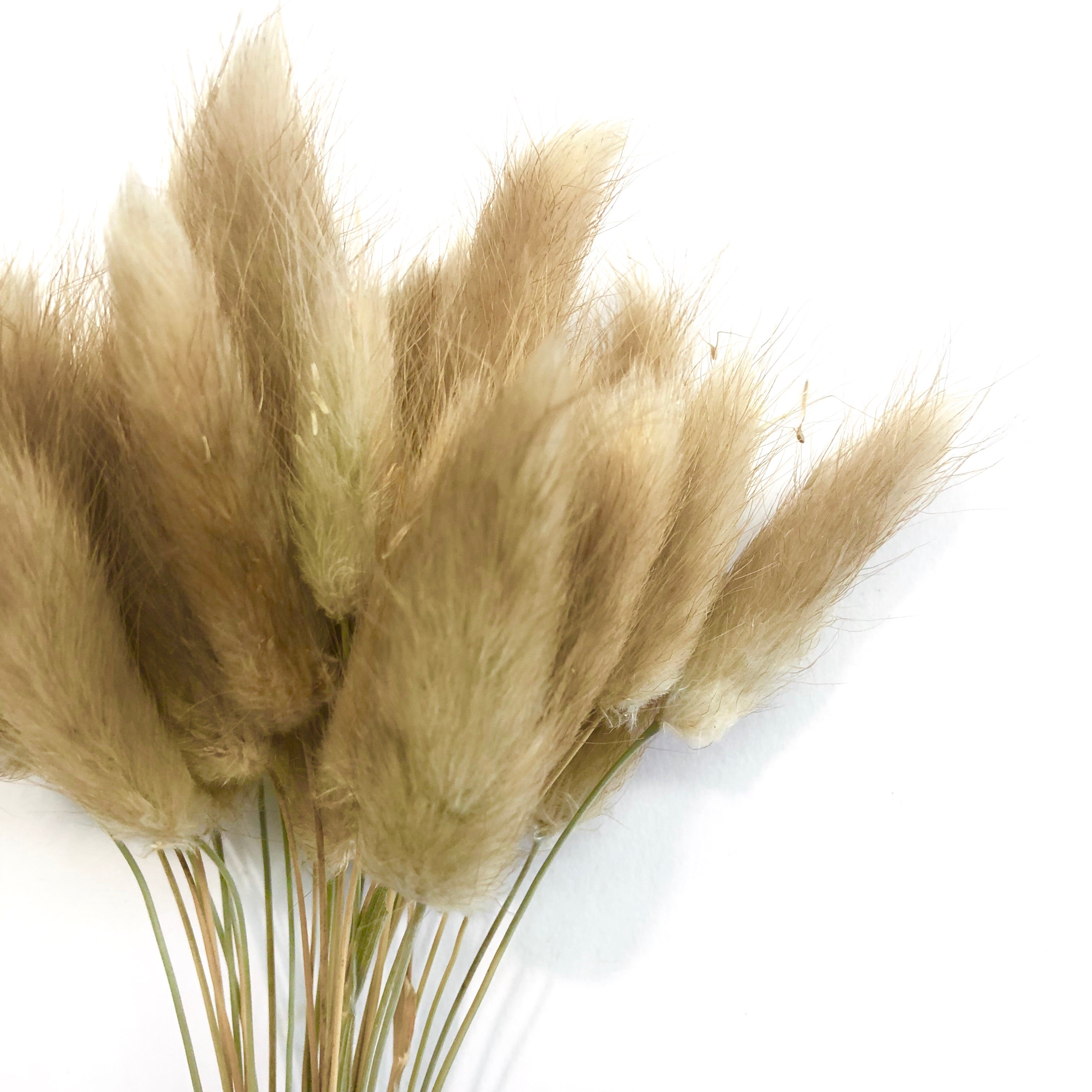 Natural Dried Rabbit Tail Grass Flower Stem Bunch - Primary Brown