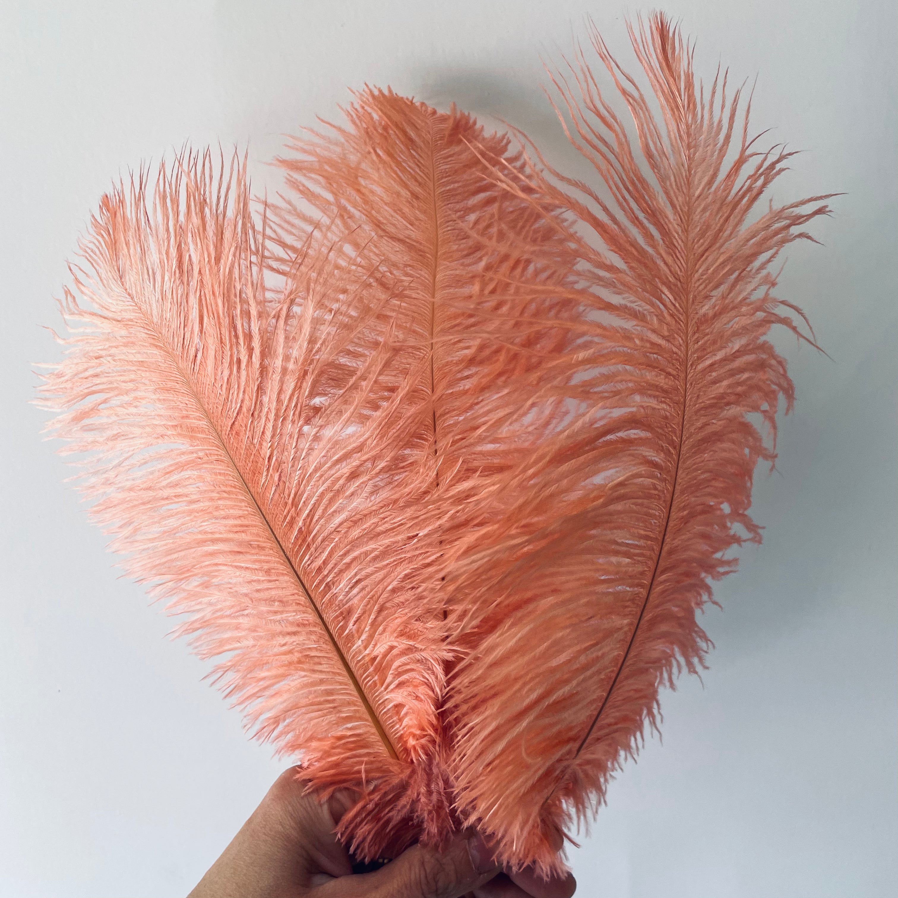 Ostrich Drab Feather 27-32cm - Coral *Seconds* Pack of 5