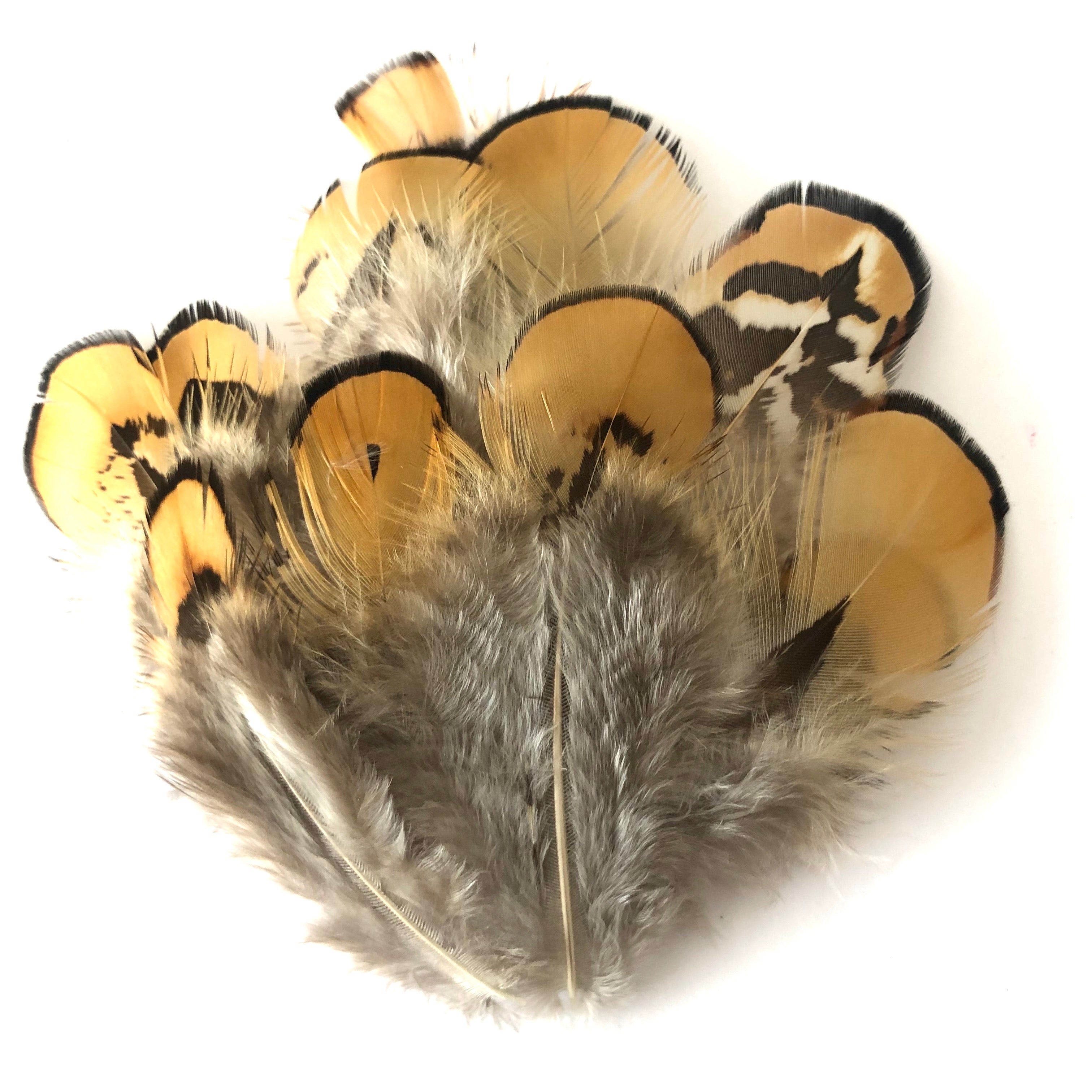 Natural Yellow Reeves Pheasant Feather Plumage x 10pcs