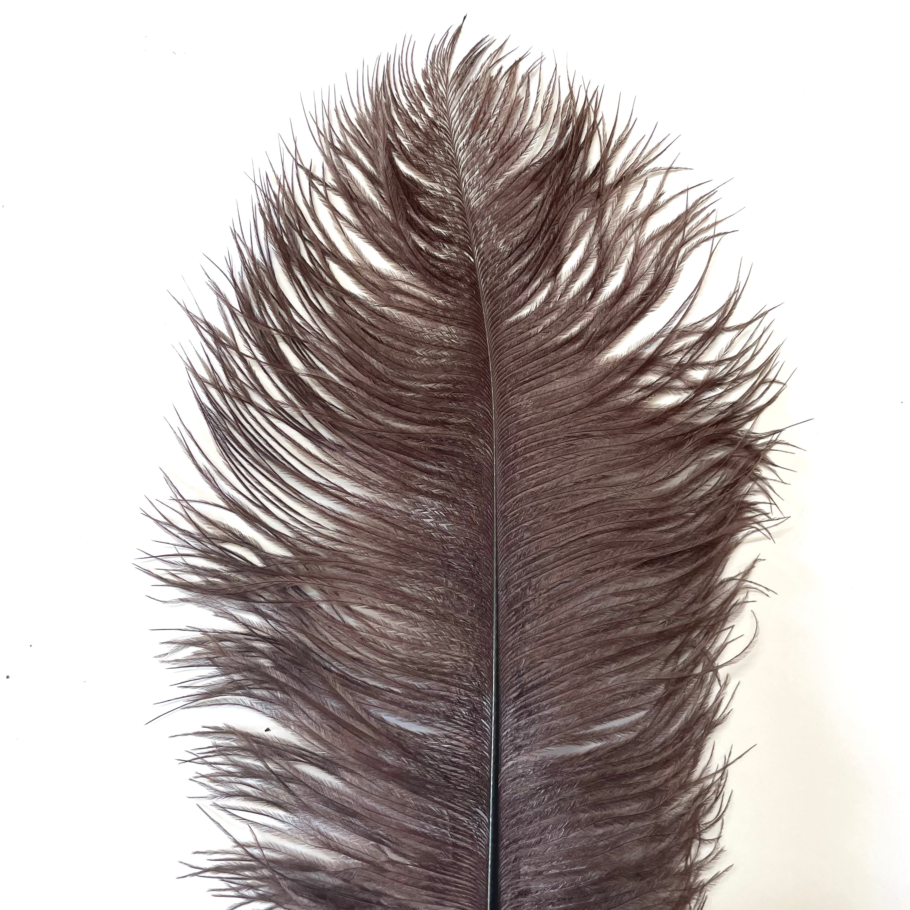 Ostrich Feather Drab 37-42cm - Chocolate Brown