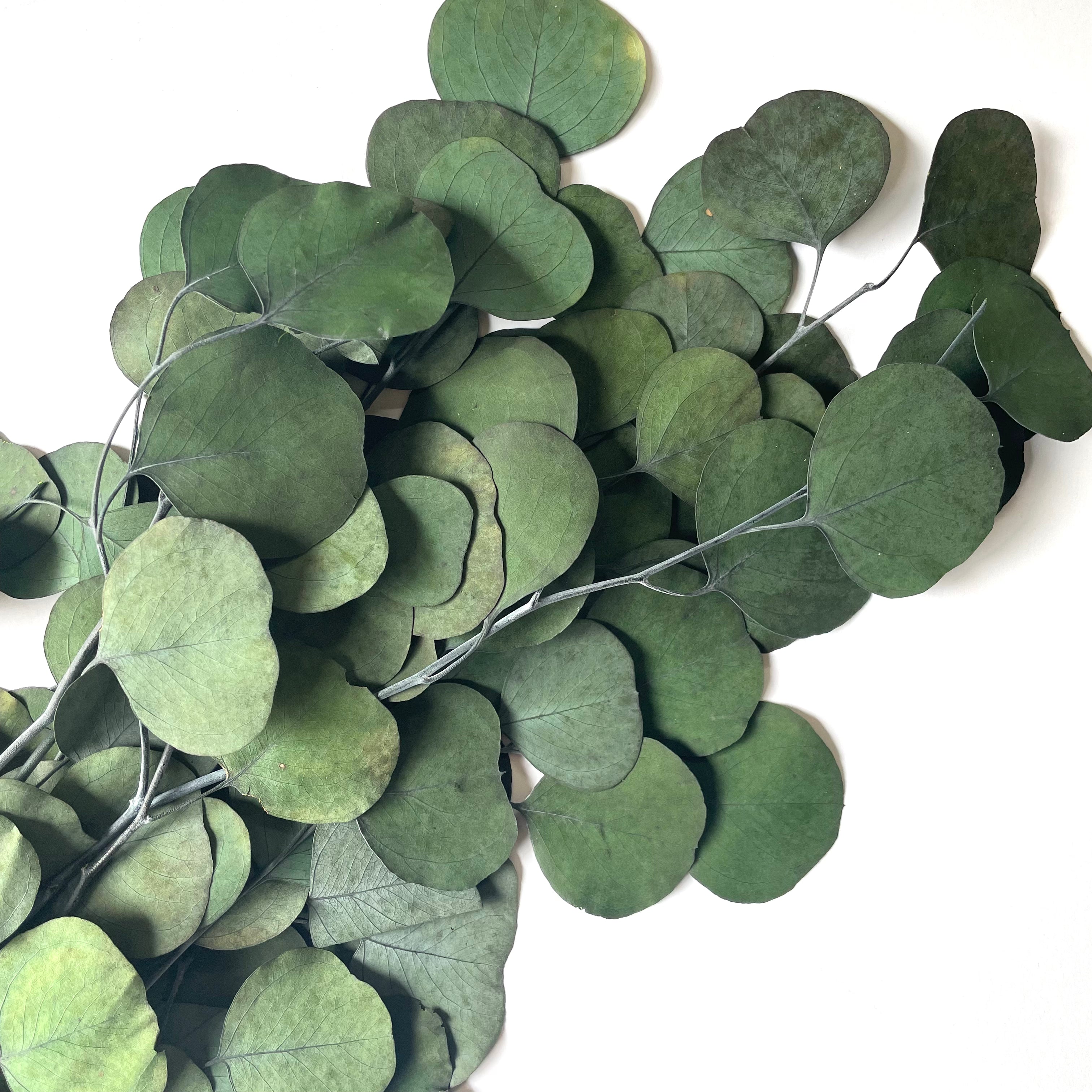 Australian Native Preserved Eucalyptus Cinerea - Green