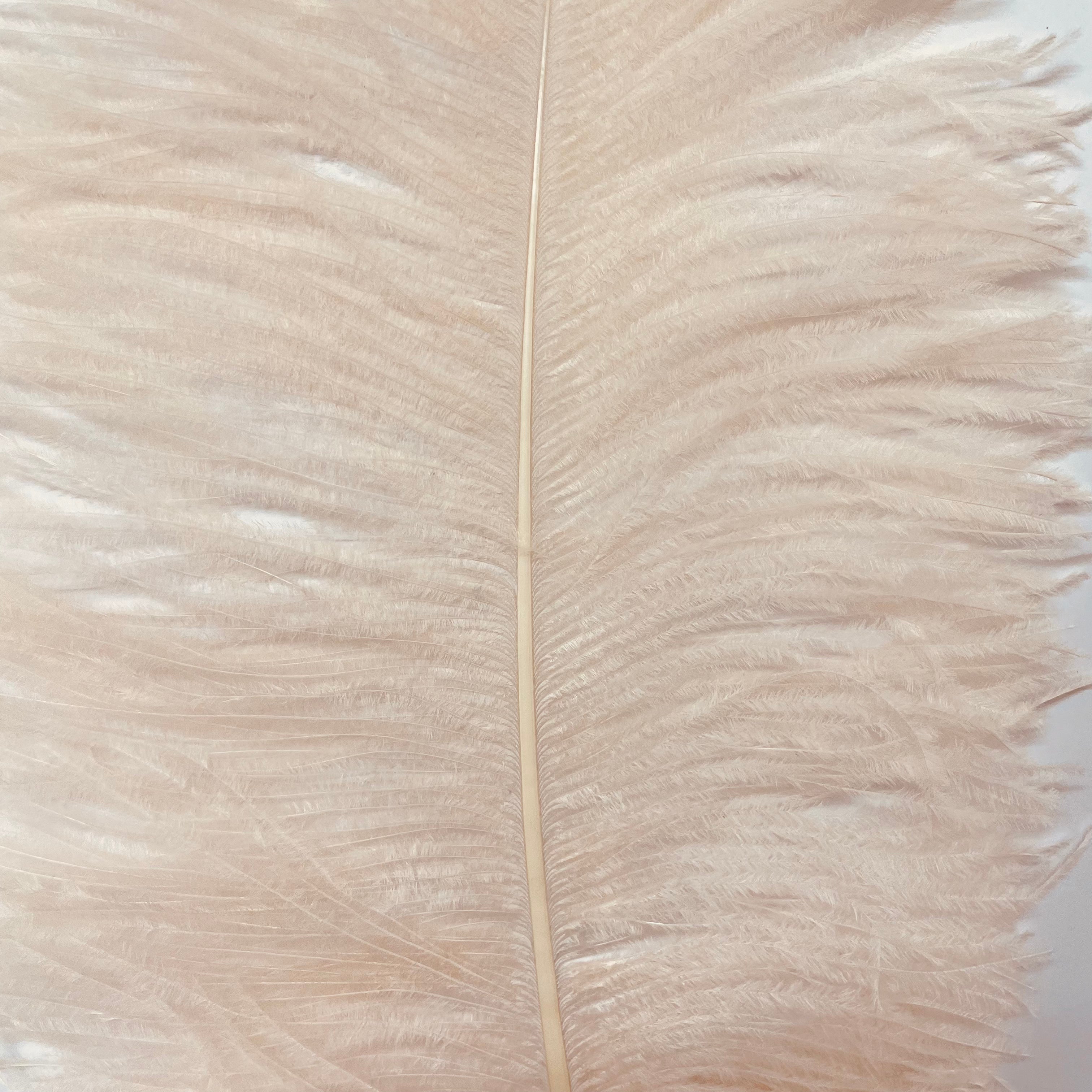 Ostrich Wing Feather Plumes 50-55cm (20-22") - Champagne