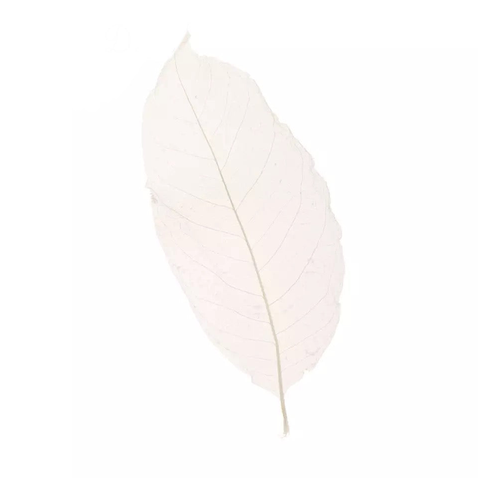 Skeleton Leaves Magnolia 50pcs - Natural Large