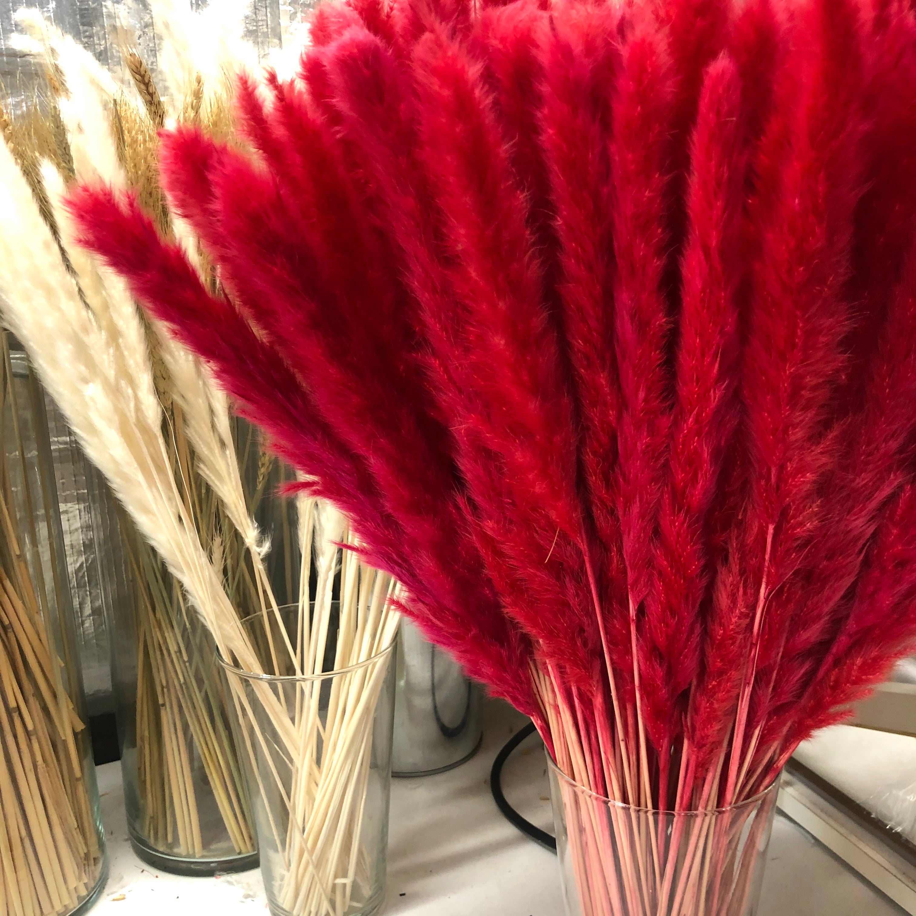 Dried Reed Blady Flower Grass 40-50cm Stem - Red
