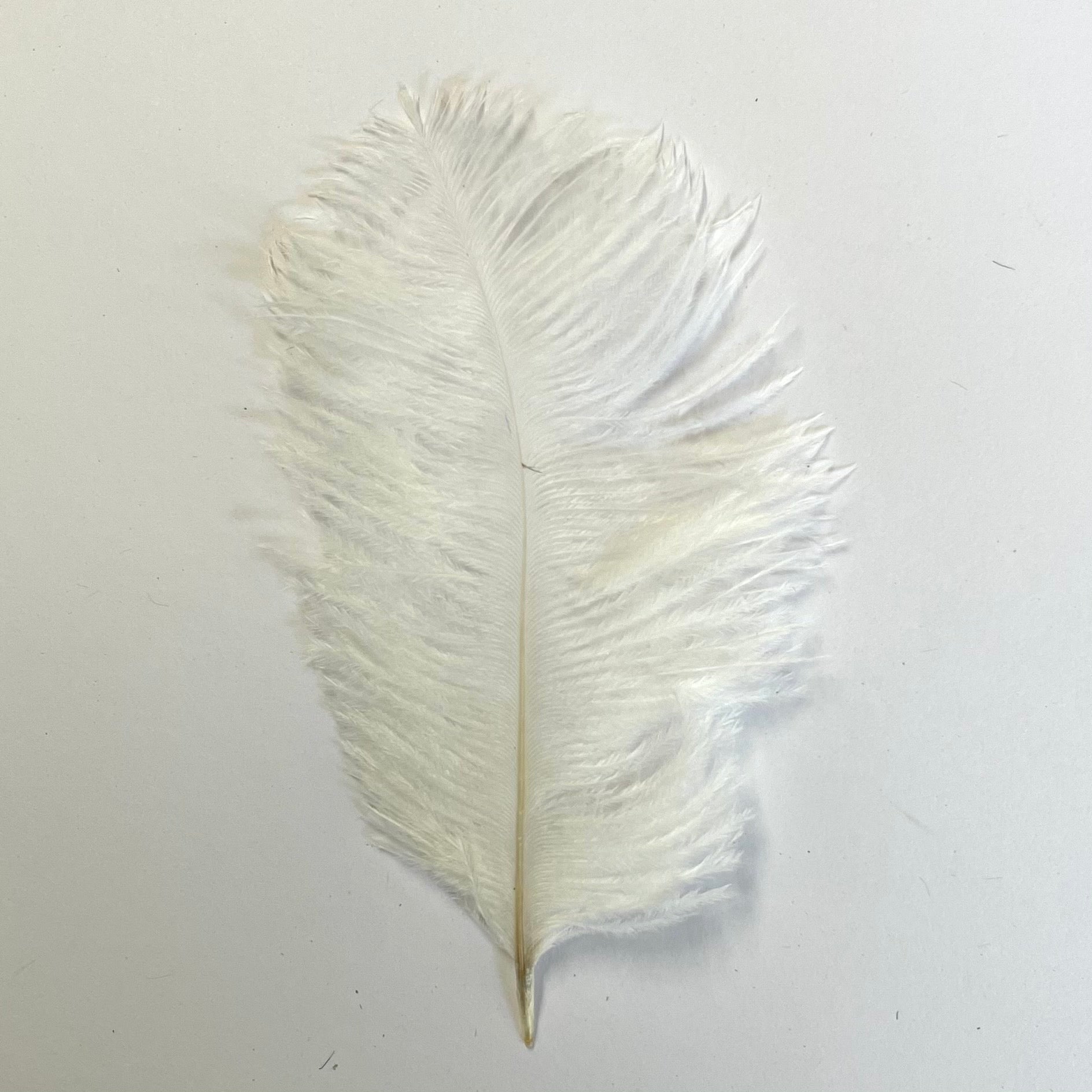 Ostrich Feather Wedding Confetti Mini Drabs 10 grams - White