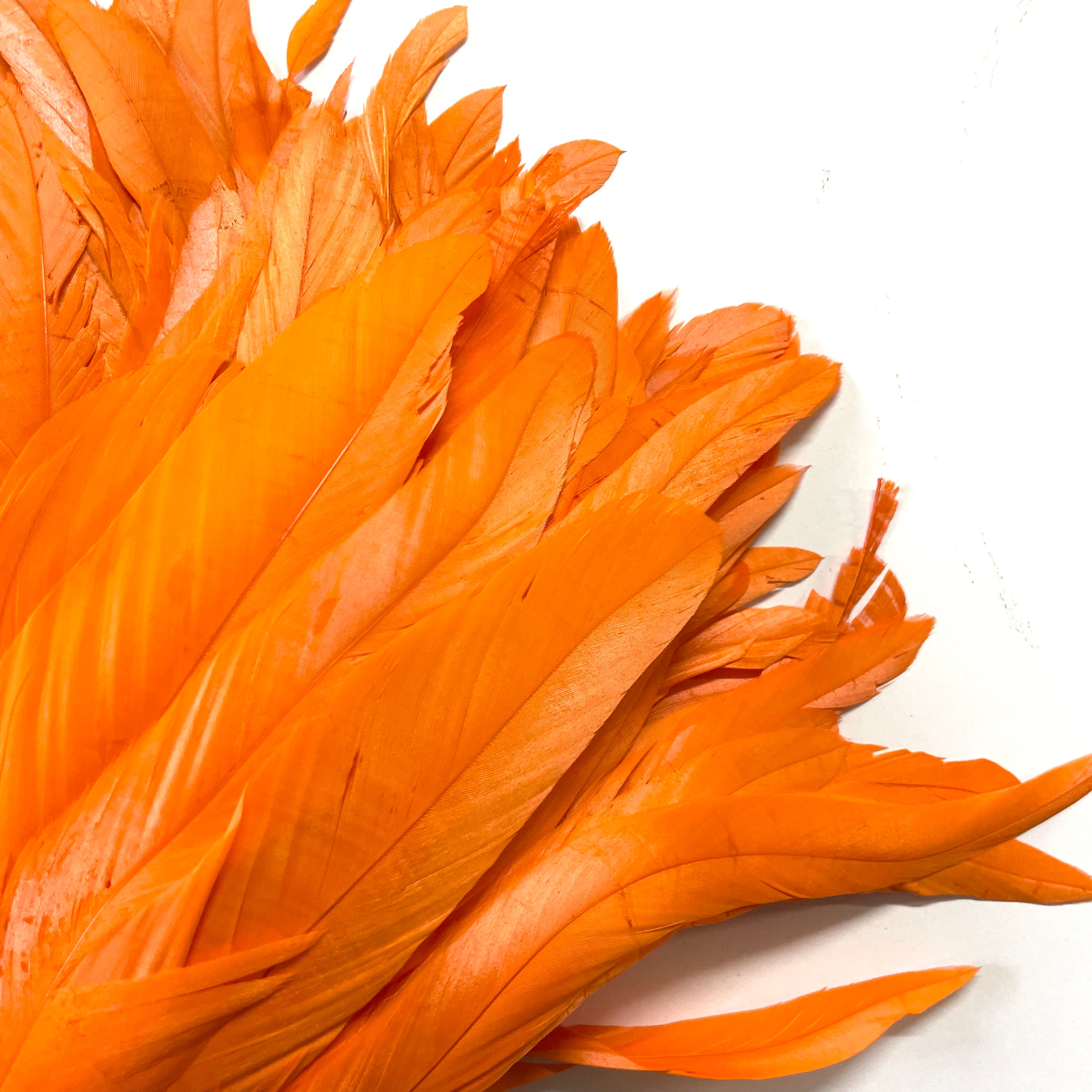 Coque Tail Feathers 8-10" 240mm - 10 grams - Orange