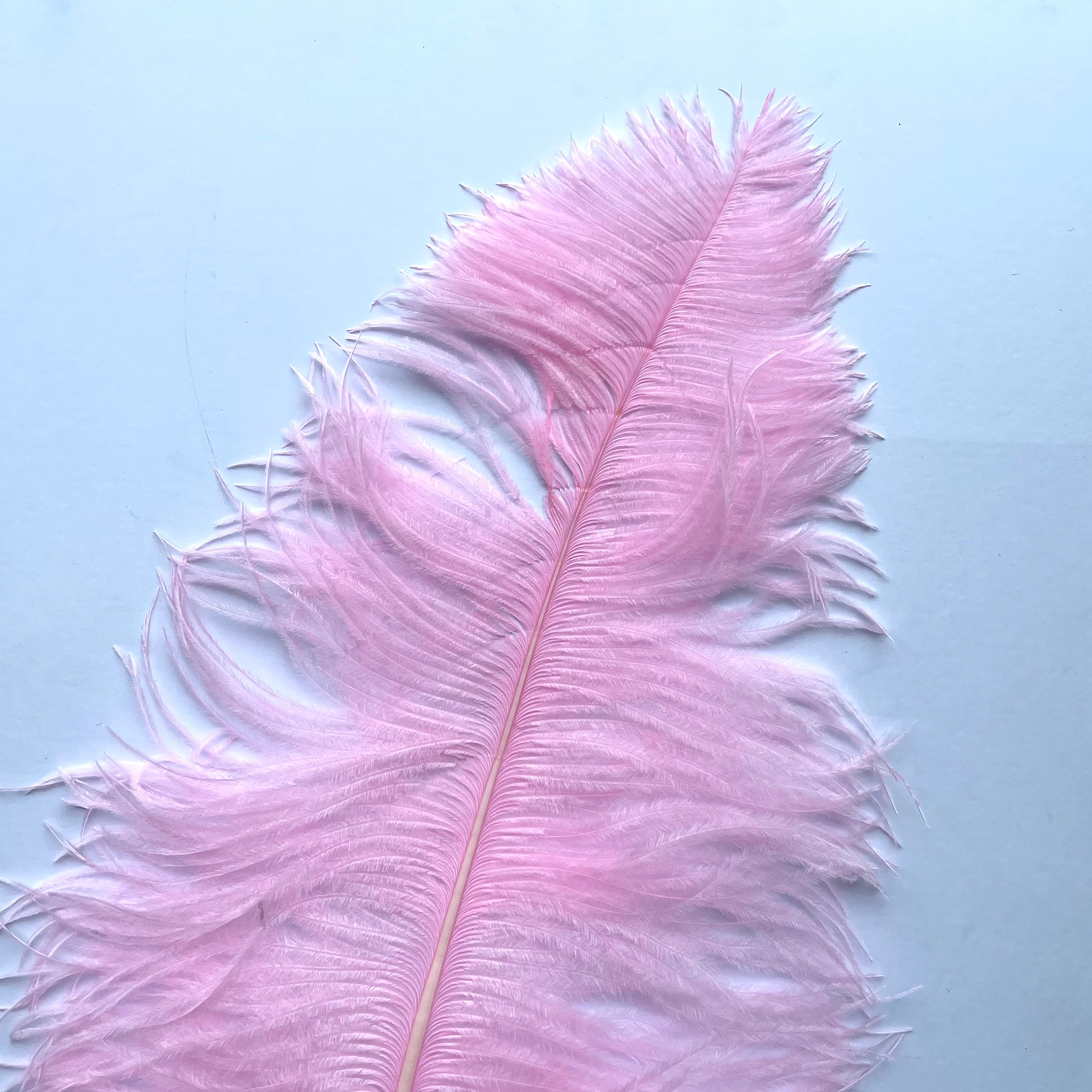 Ostrich Wing Feather Plumes 50-55cm (20-22") - Pink ((SECONDS))