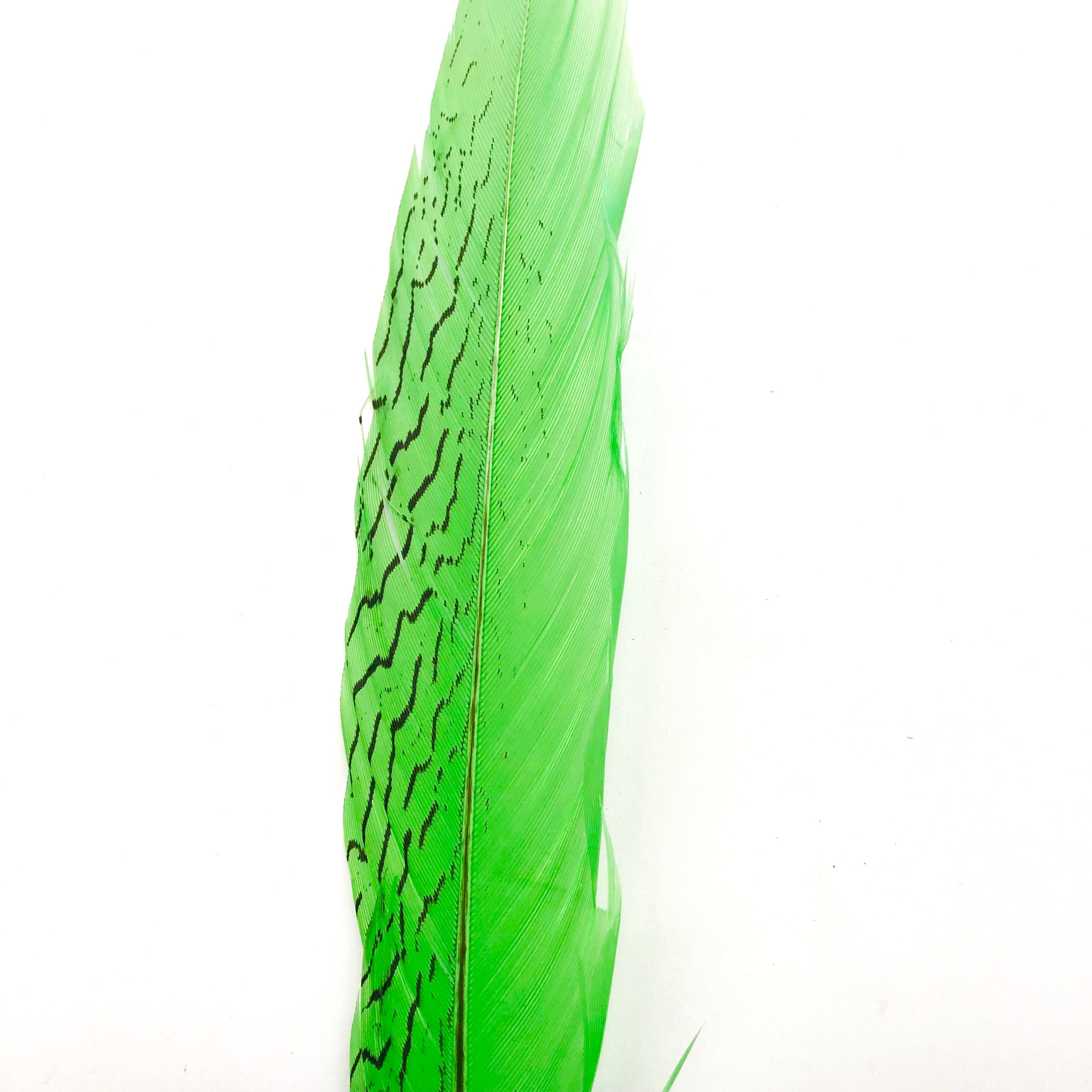 10" To 20" Silver Pheasant Tail Feather - Lime Green ((SECONDS))