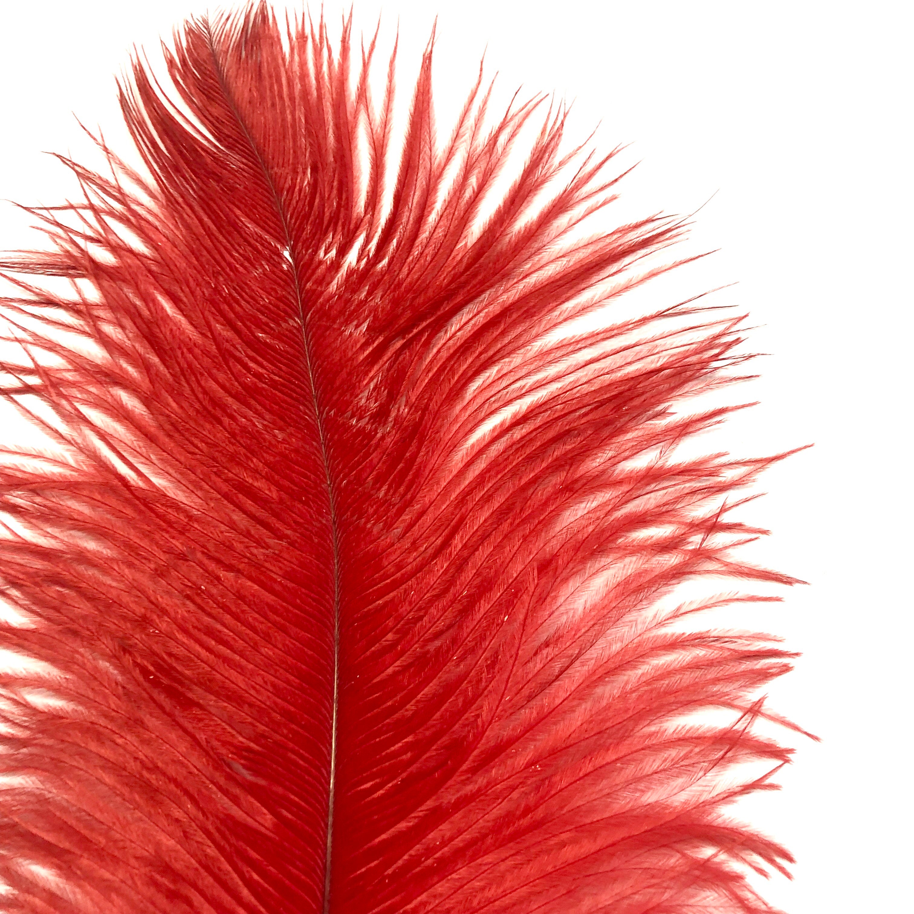 Ostrich Feather Drab 37-42cm x 5 pcs - Red ((SECONDS))